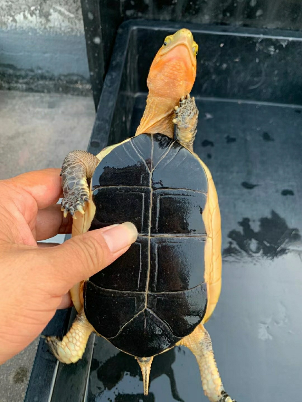 黄缘闭壳龟别名:夹板龟,克蛇龟,断板龟,黄缘盒龟,属于半水龟类,主要