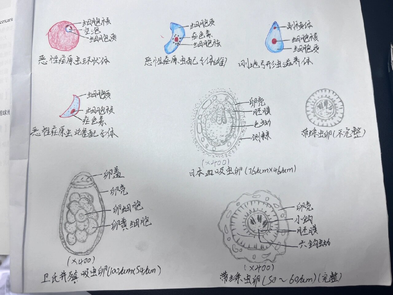 手绘图 血吸虫卵 带绦虫卵 并殖吸虫卵 间日疟原虫 恶性疟原虫 刚地