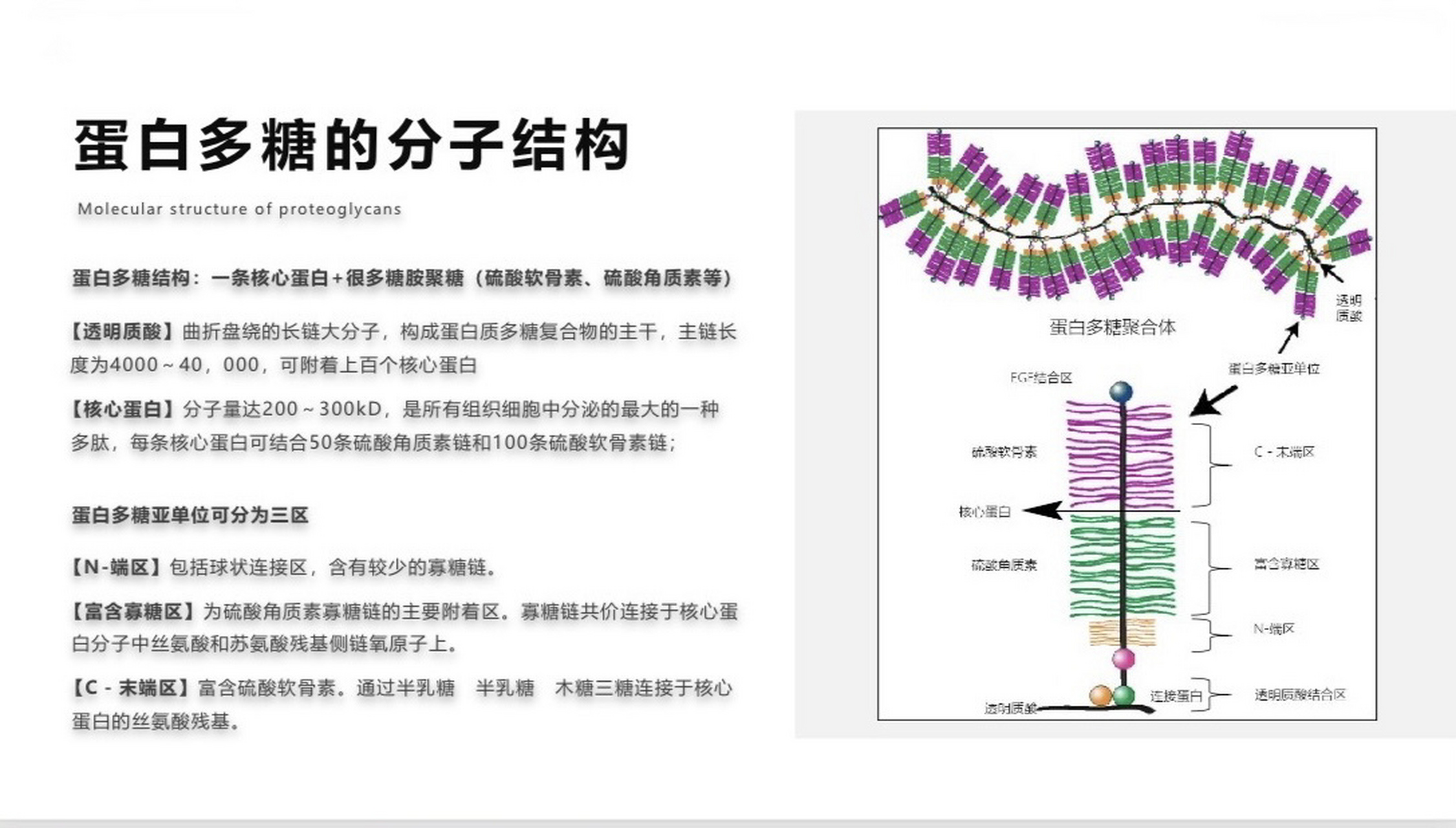 菇类蛋白多糖图片