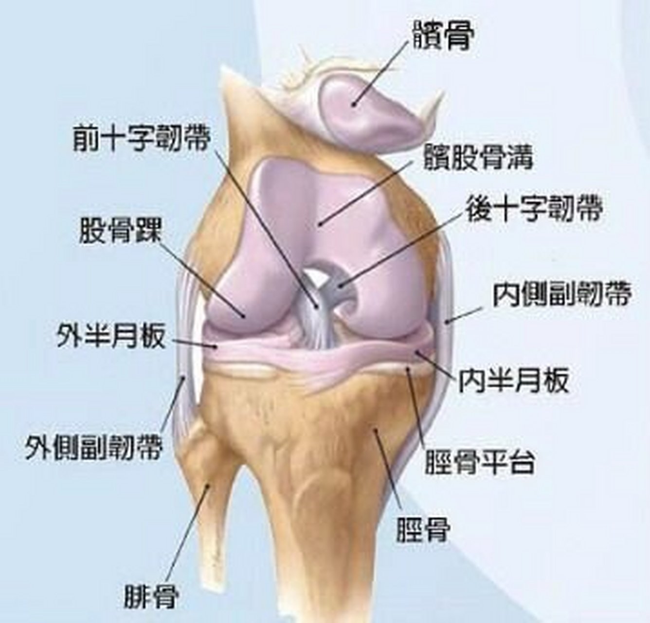 膝关节最常见的运动 半月板位于膝关节中,是连接大腿和