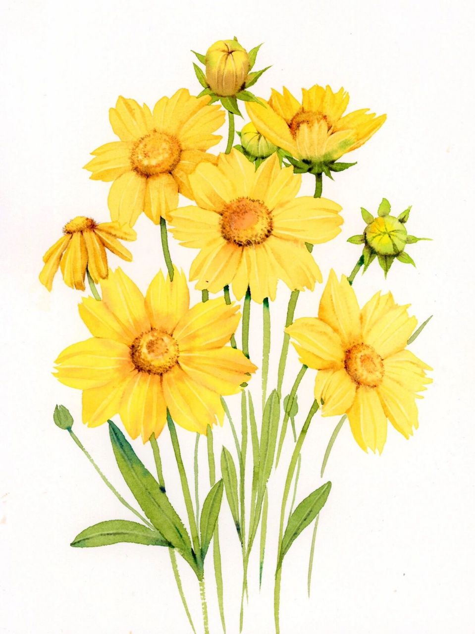 金鸡菊超详细水彩教程1(图片部分) 91【这个教程有