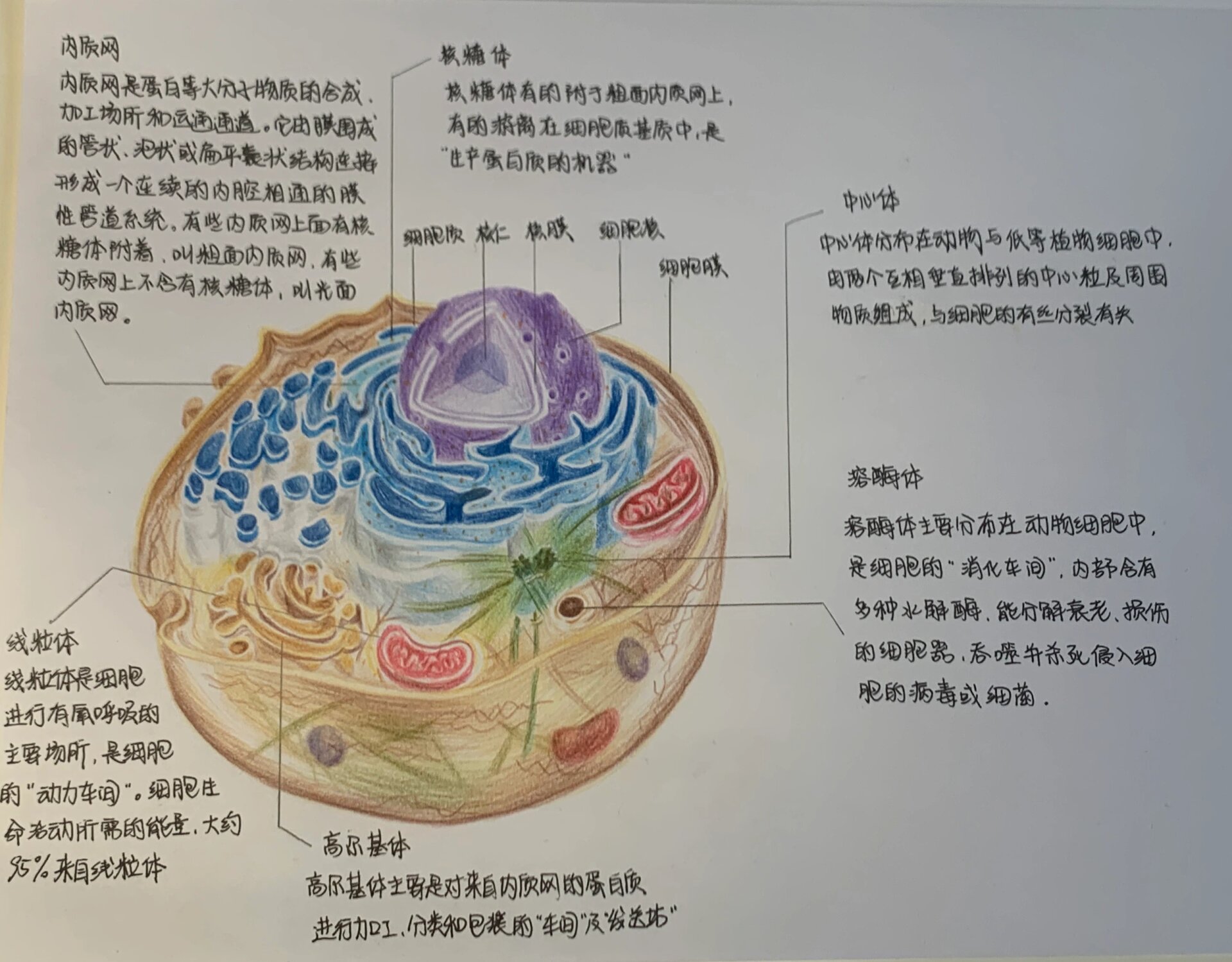 高一生物必修一细胞结构图