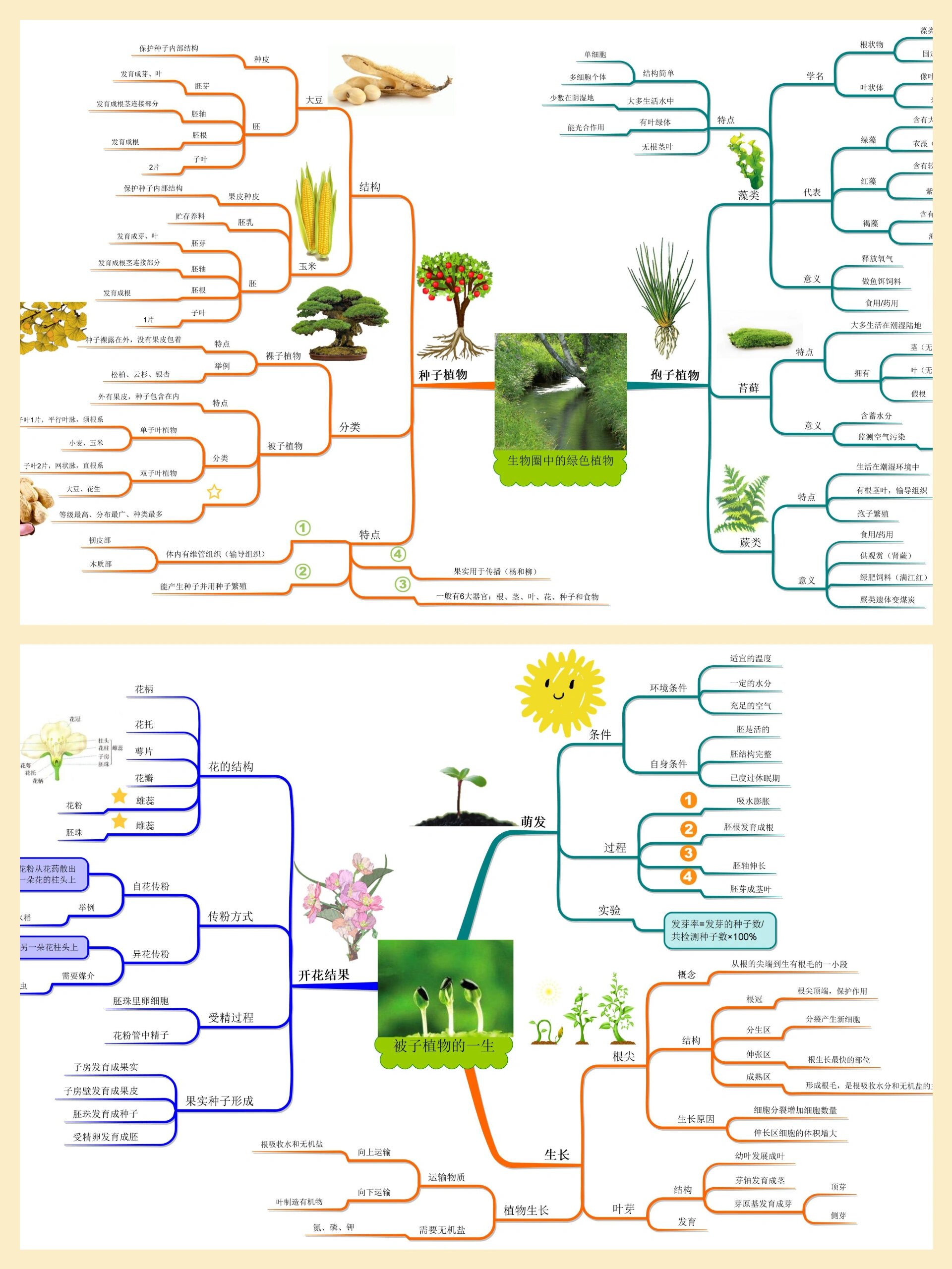 七年级上册生物思维导图