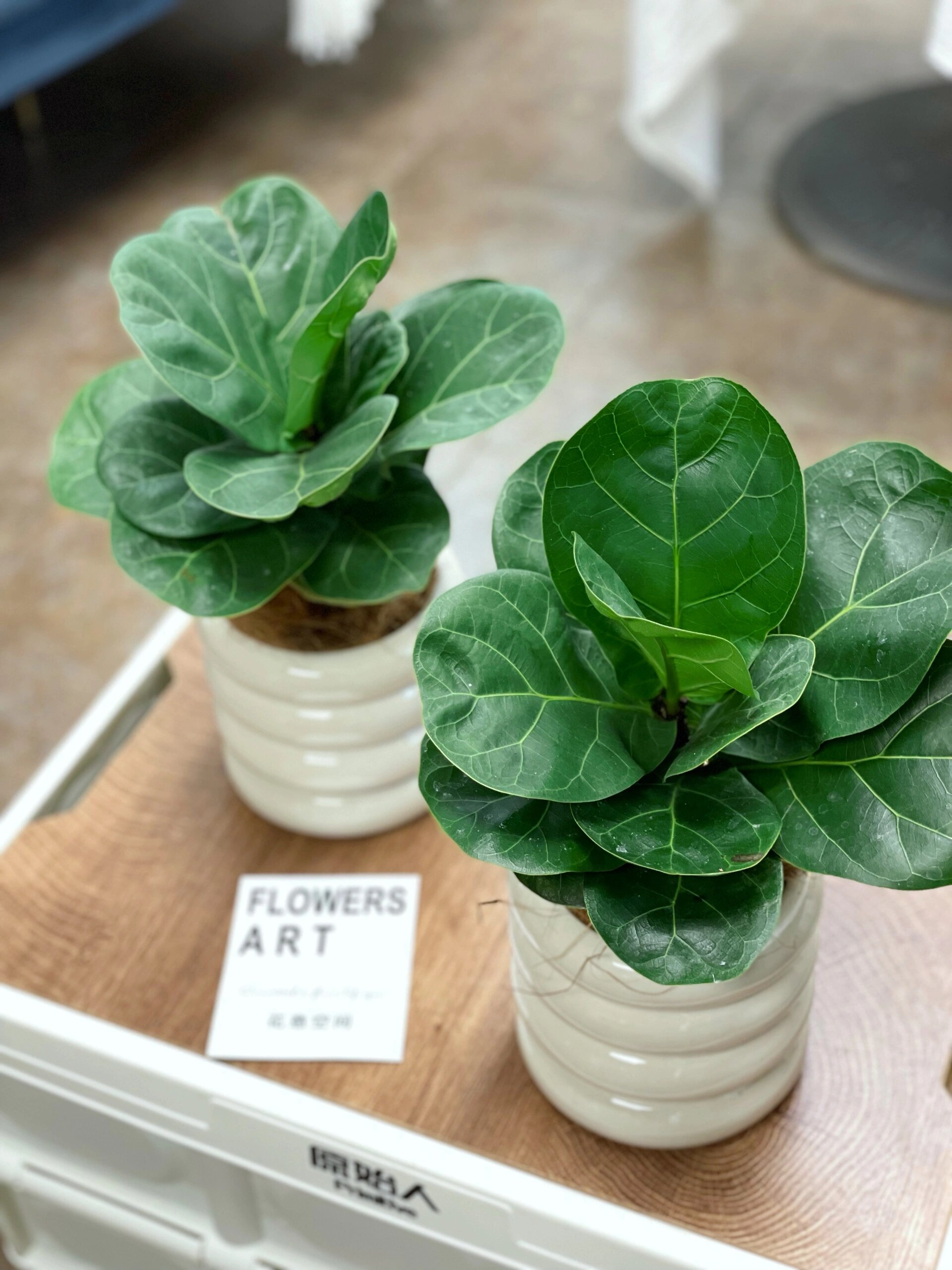 每天一个养护知识—琴叶榕 琴叶榕属于一种典雅大气的植物,叶片像小