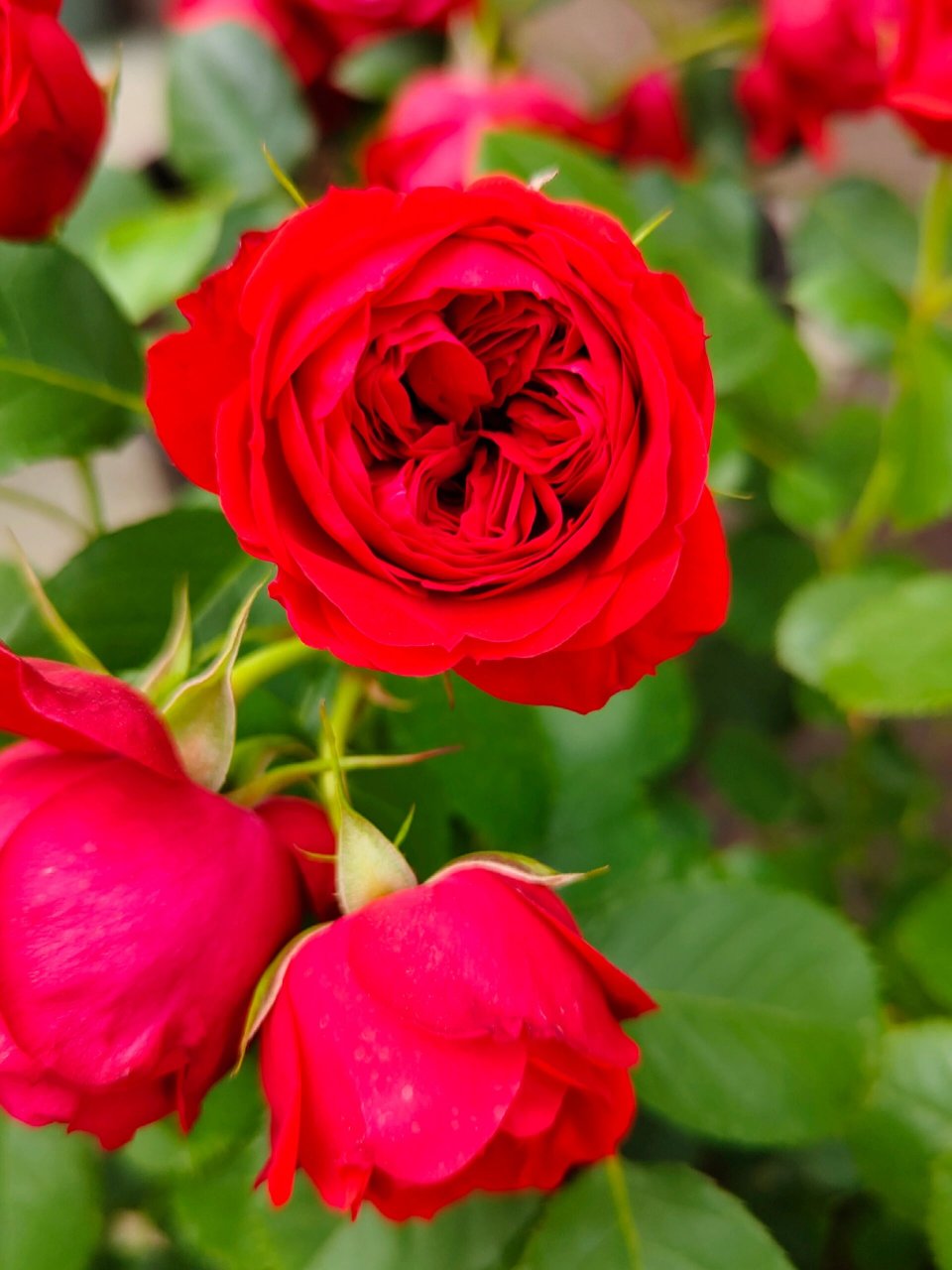 月季测评之 大地主/红苹果 大地主,红苹果据多方考证应该是同一品种