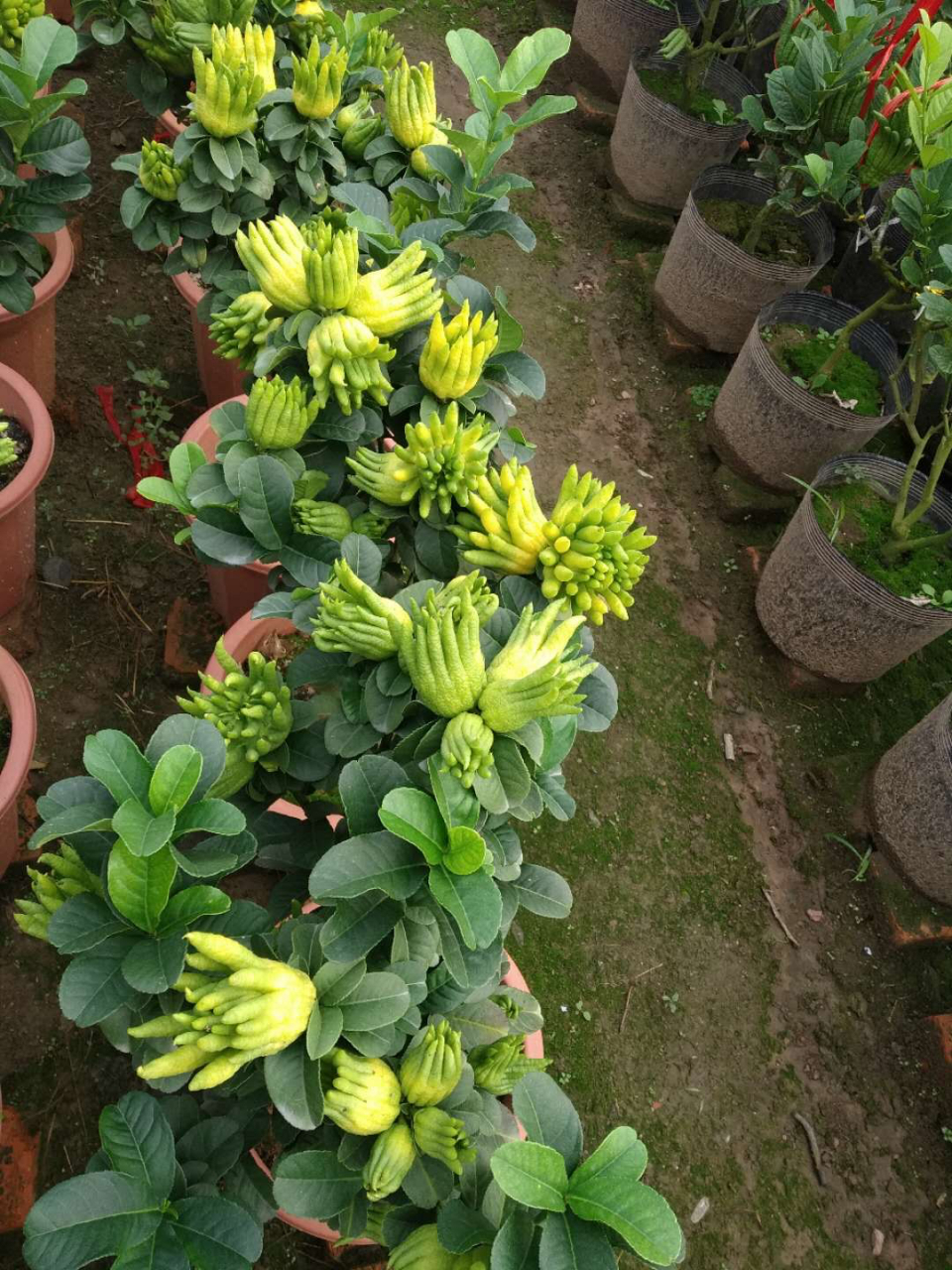 佛手种植窍门 1.喜阳,喜阳,喜阳,放室内最好有光照2-8小时; 2.