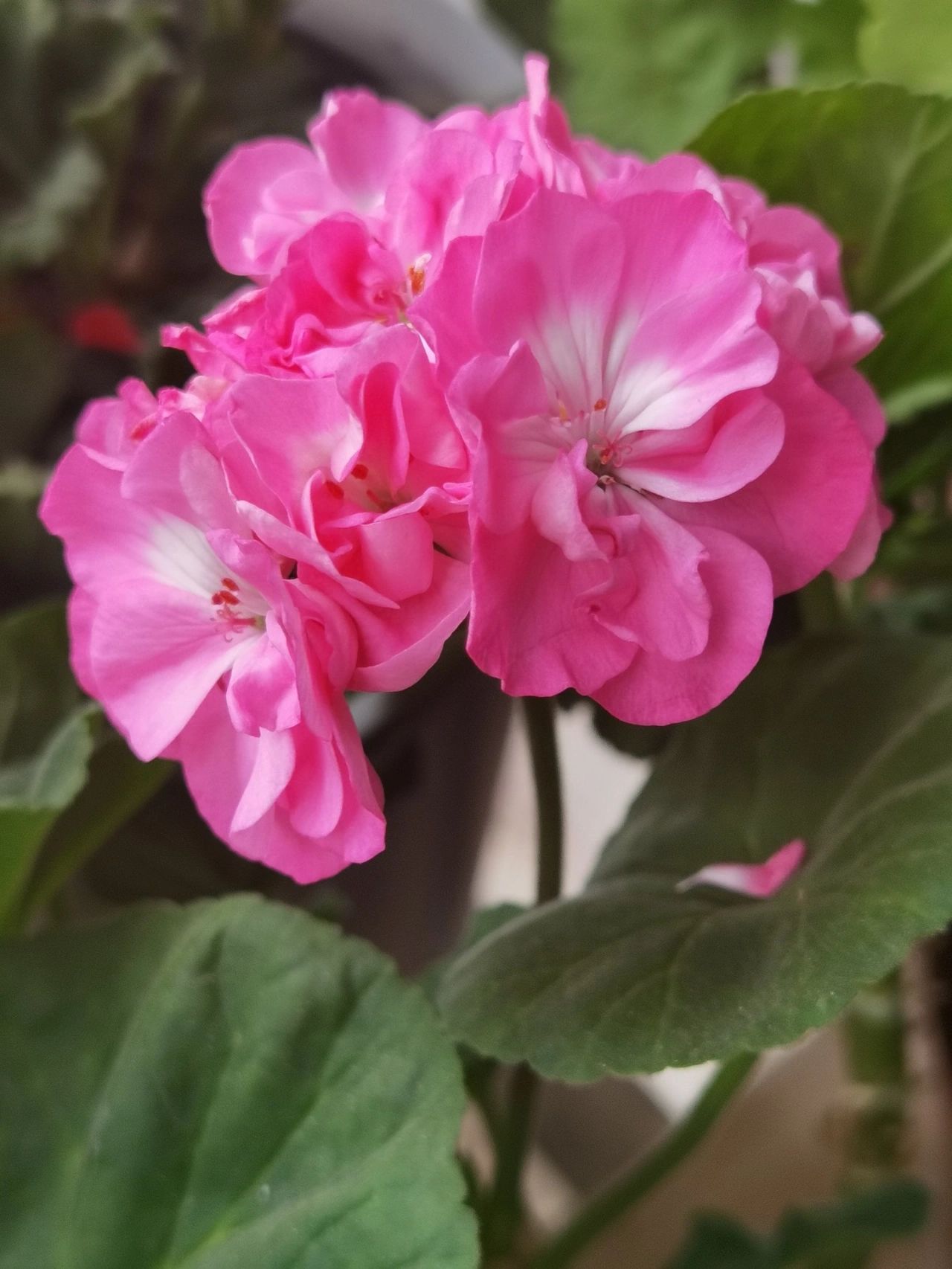 粉色系天竺葵品种推荐 1花叶鸽子  ,花色随时间变化而变化,很有层次感