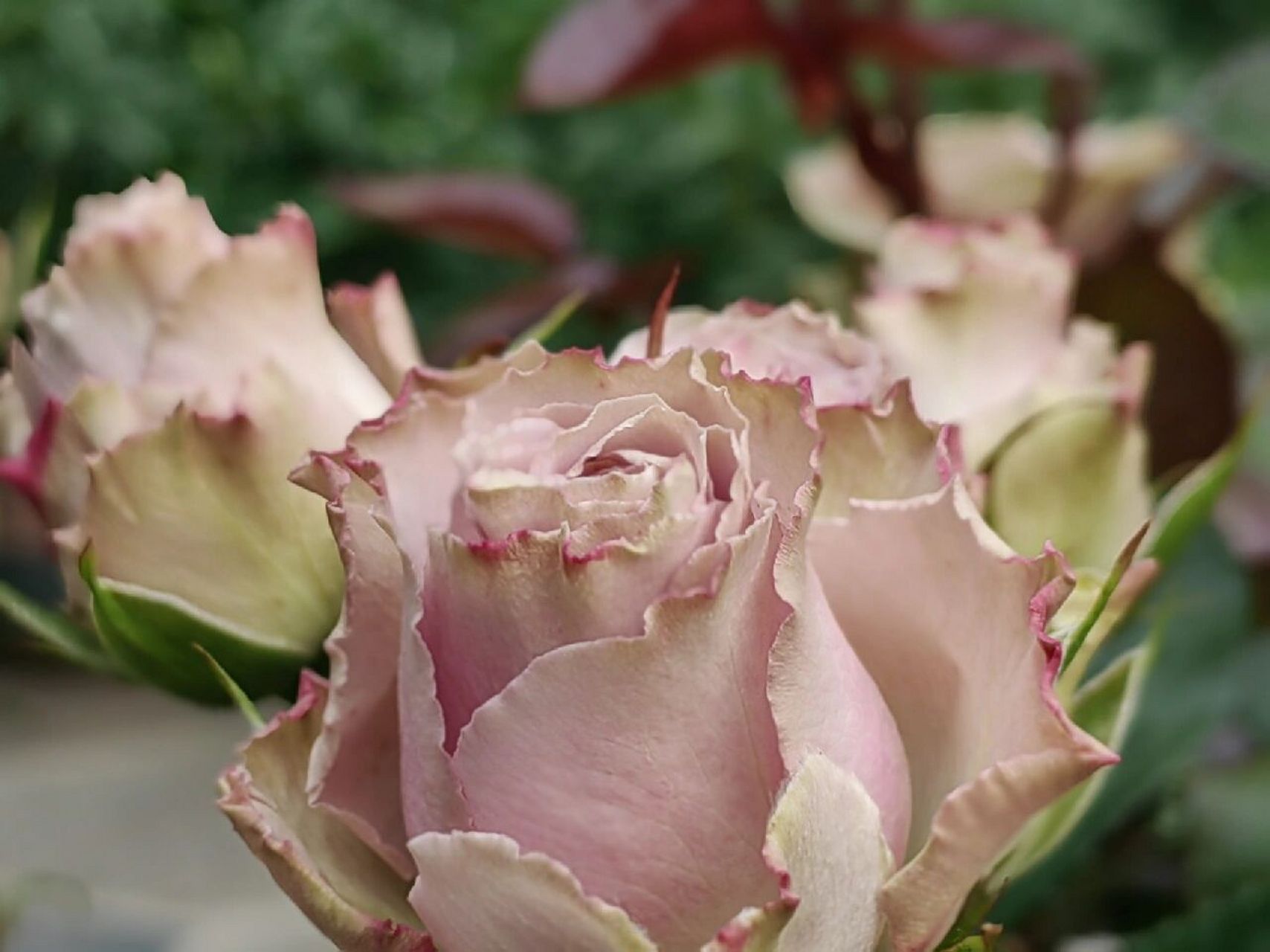 5971515日,山居月季之"荷兰老人" 南院的盆栽月季都开的闹热,色彩