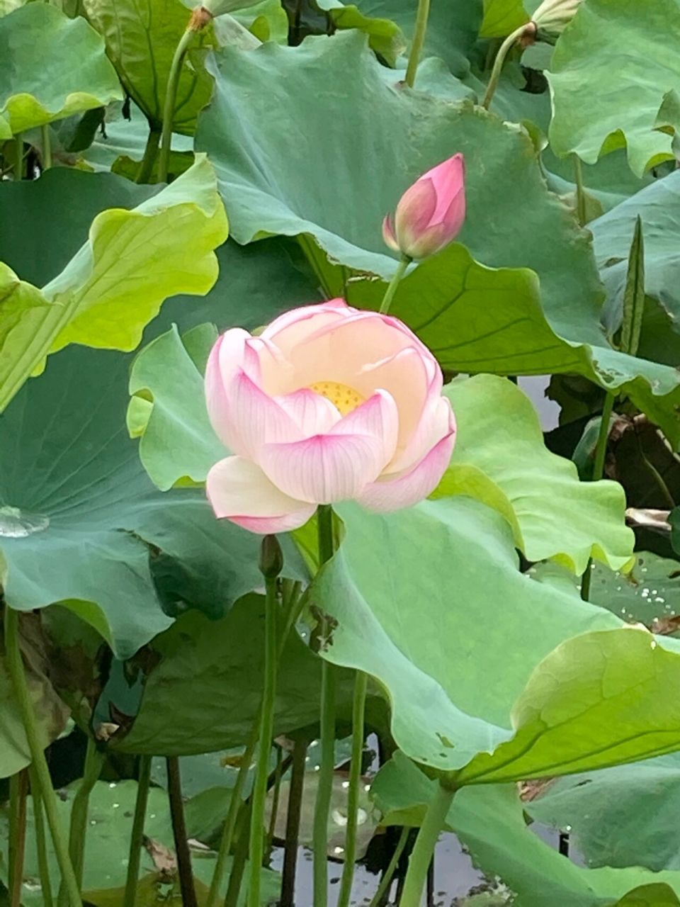 常德荷花公园 地址位于柳叶湖旁边的荷花公园,现在正是荷花盛开的时候