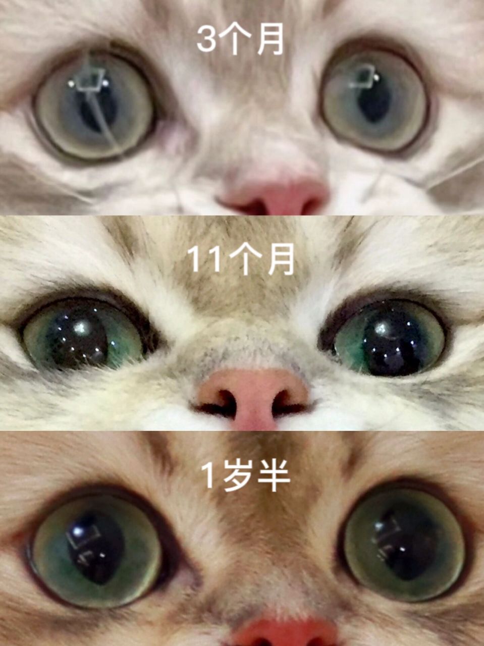 猫从小到大的成长图图片