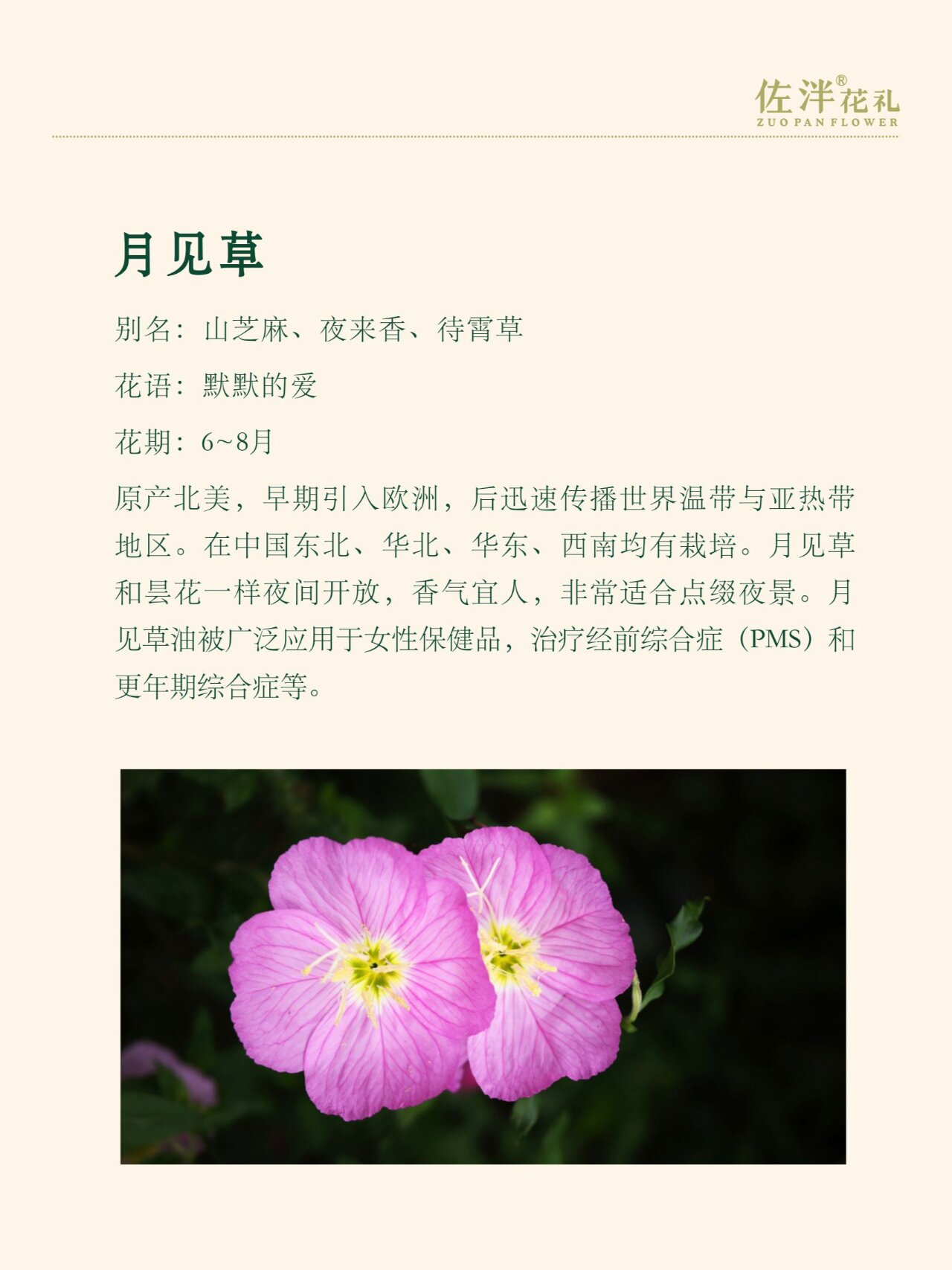 月见草图片 花语图片