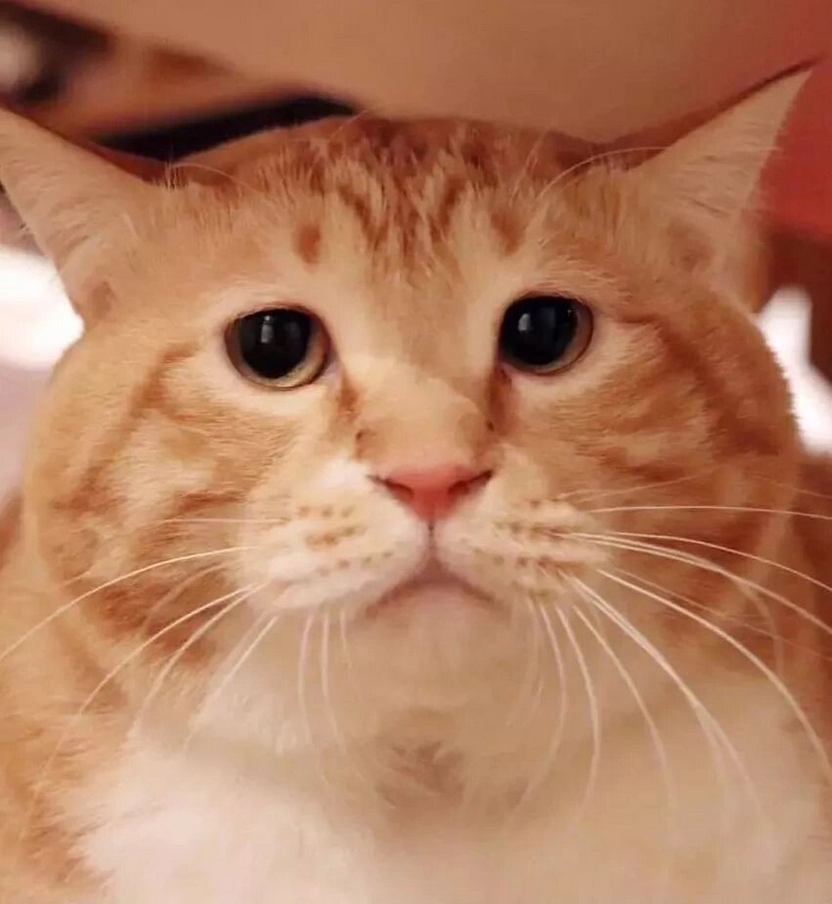 可爱橘猫头像第一弹 喜欢萌橘头像的自取去水印或者私信我7.