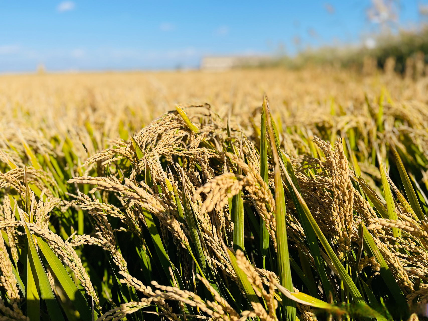 盘锦红海滩#一望无际的黄色稻田[good][good][good][good]