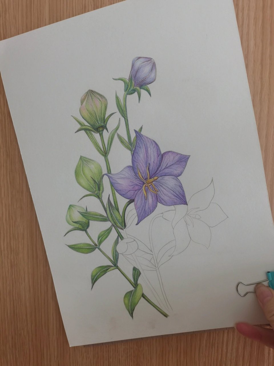 手绘:桔梗花 桔梗(platycodon grandiflorus),又名铃铛花,包袱花,为