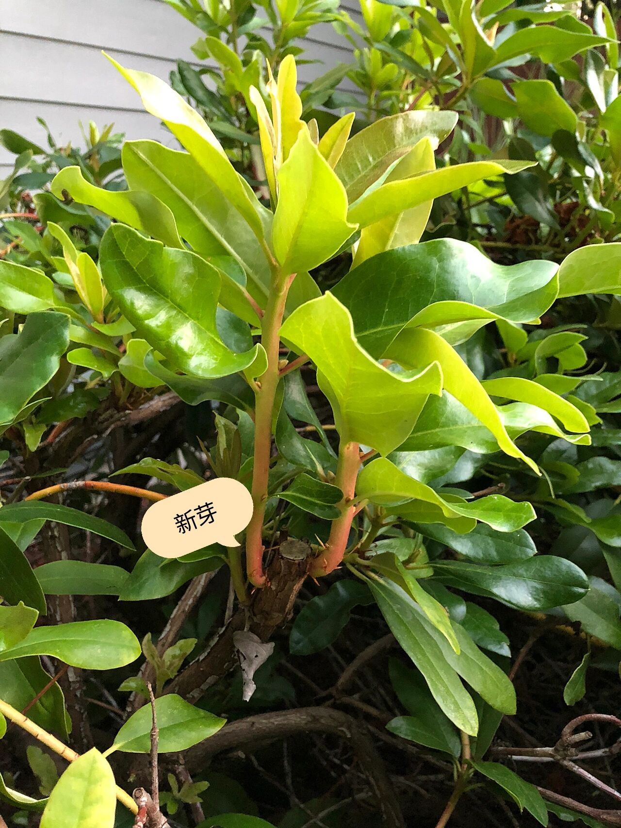 杜鹃花的修剪方法(图解) 花后到5月底之间修剪,其后生长出的新梢顶端