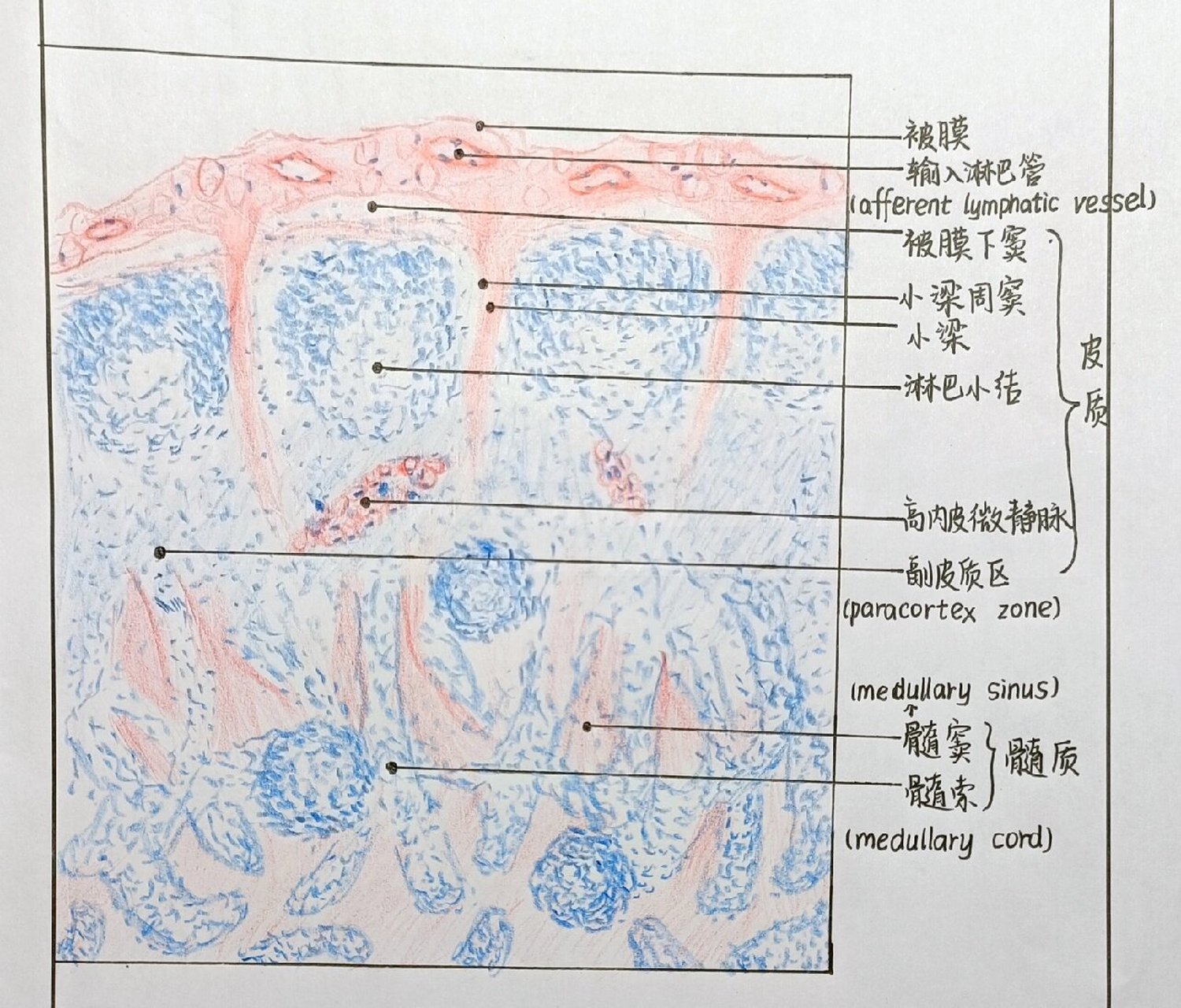 组胚手绘图 淋巴结的结构