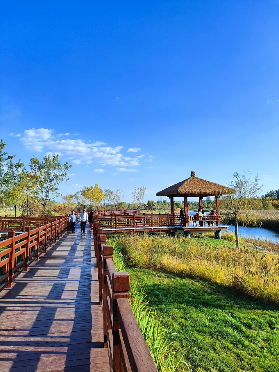 来太原汾河公园四期雁丘园感受秋天 堤边柳,到秋天,叶乱飘 67叶落尽