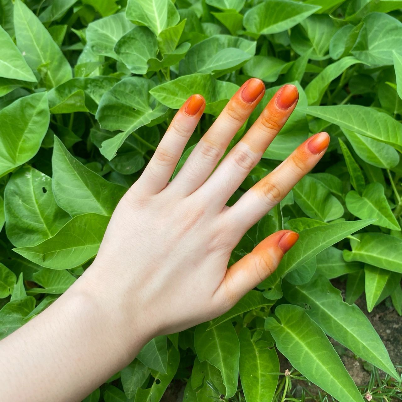 古法凤仙花染指甲9799 步骤 16615凤仙花(指甲花)加明矾捣烂.