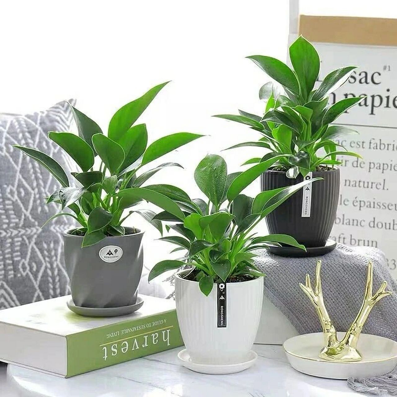 金钻株型美观大方,浓绿的叶片常年生机勃勃,青翠葱茏,颇具观赏价值