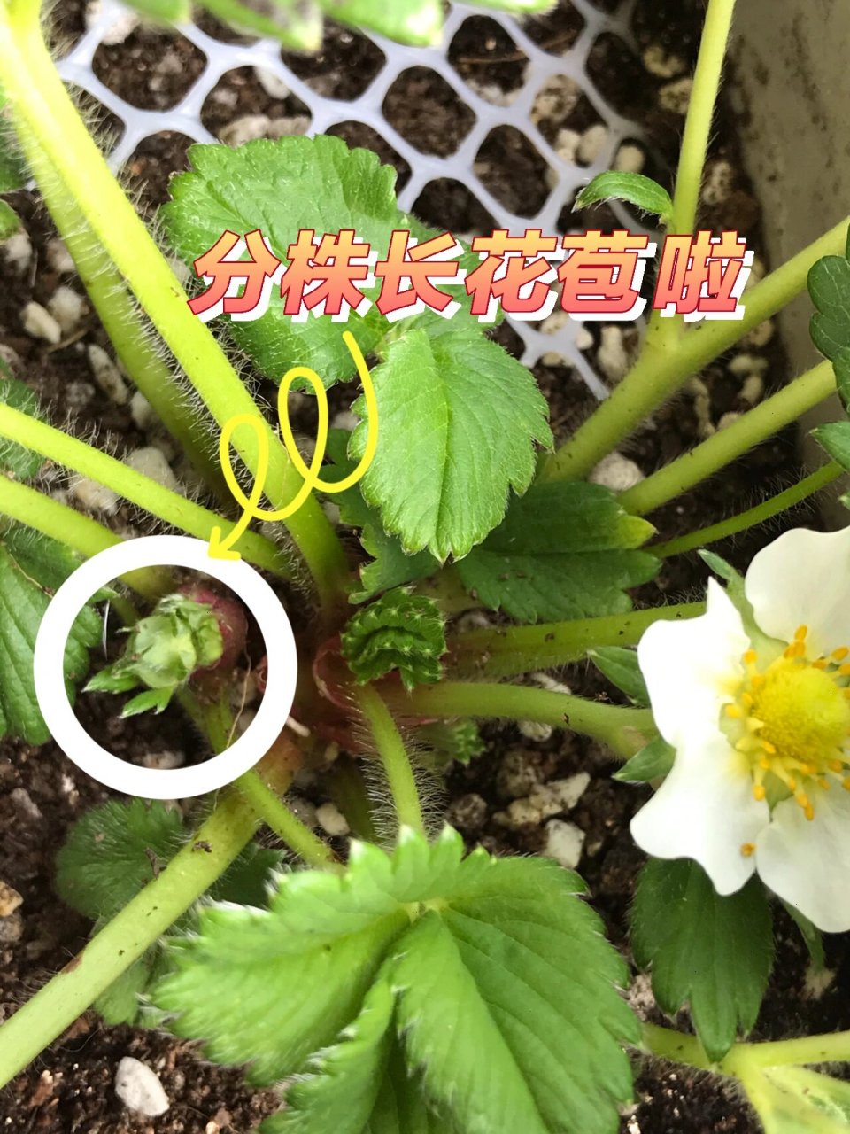 草莓苗长出来的分株也开始出花苞了 好几棵草莓苗的分株也都开始出