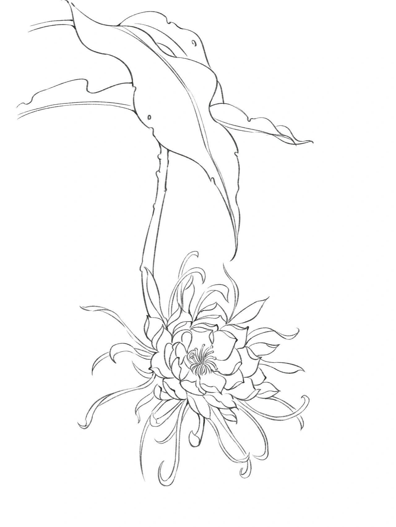 94画花 | 夜的精灵～昙花