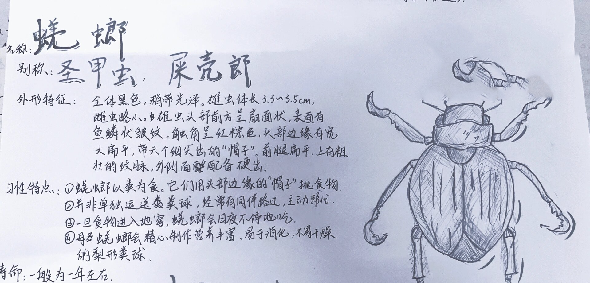 蜣螂的图片简笔画图片