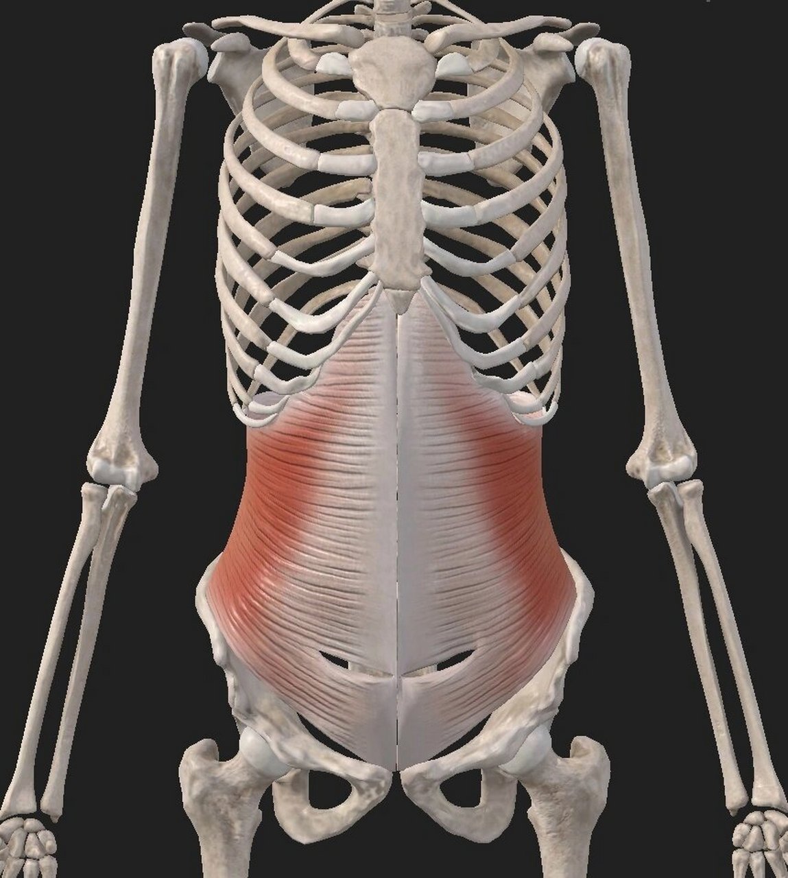 腹部功能——腹横肌 腹横肌的位置: 腹部左右两侧各有一块腹横肌(图2