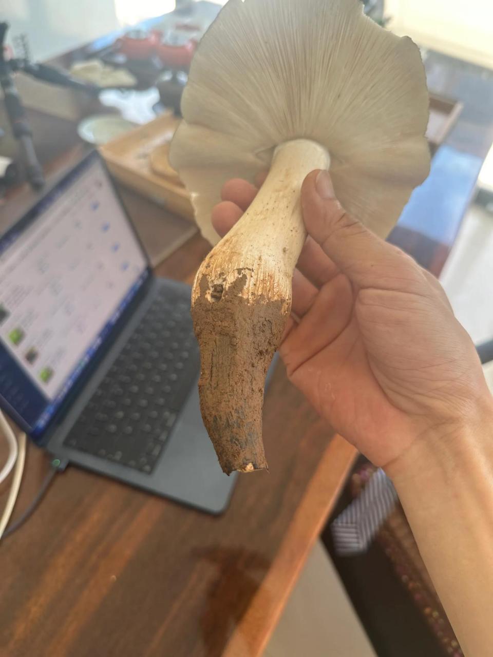 今天巡查茶园,捡得野生大菌子一枚!