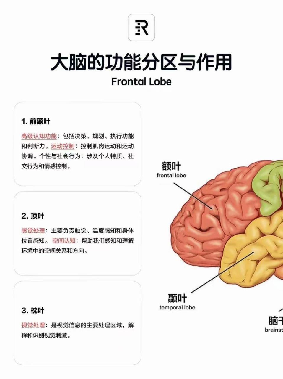 大脑的五个功能区域图图片