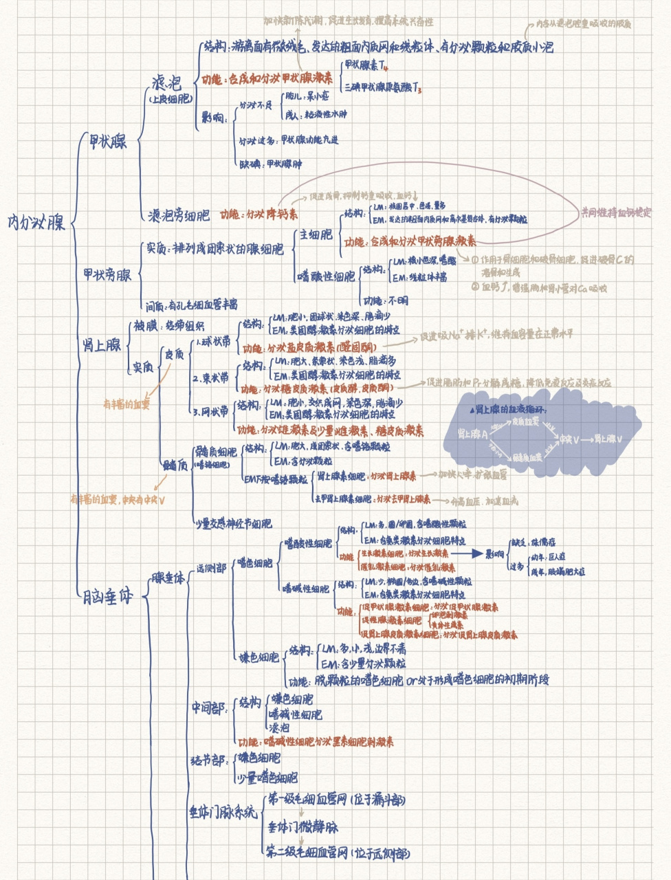 组织学与胚胎学内分泌系统思维导图 谁能想到这几页书的内容 我做个