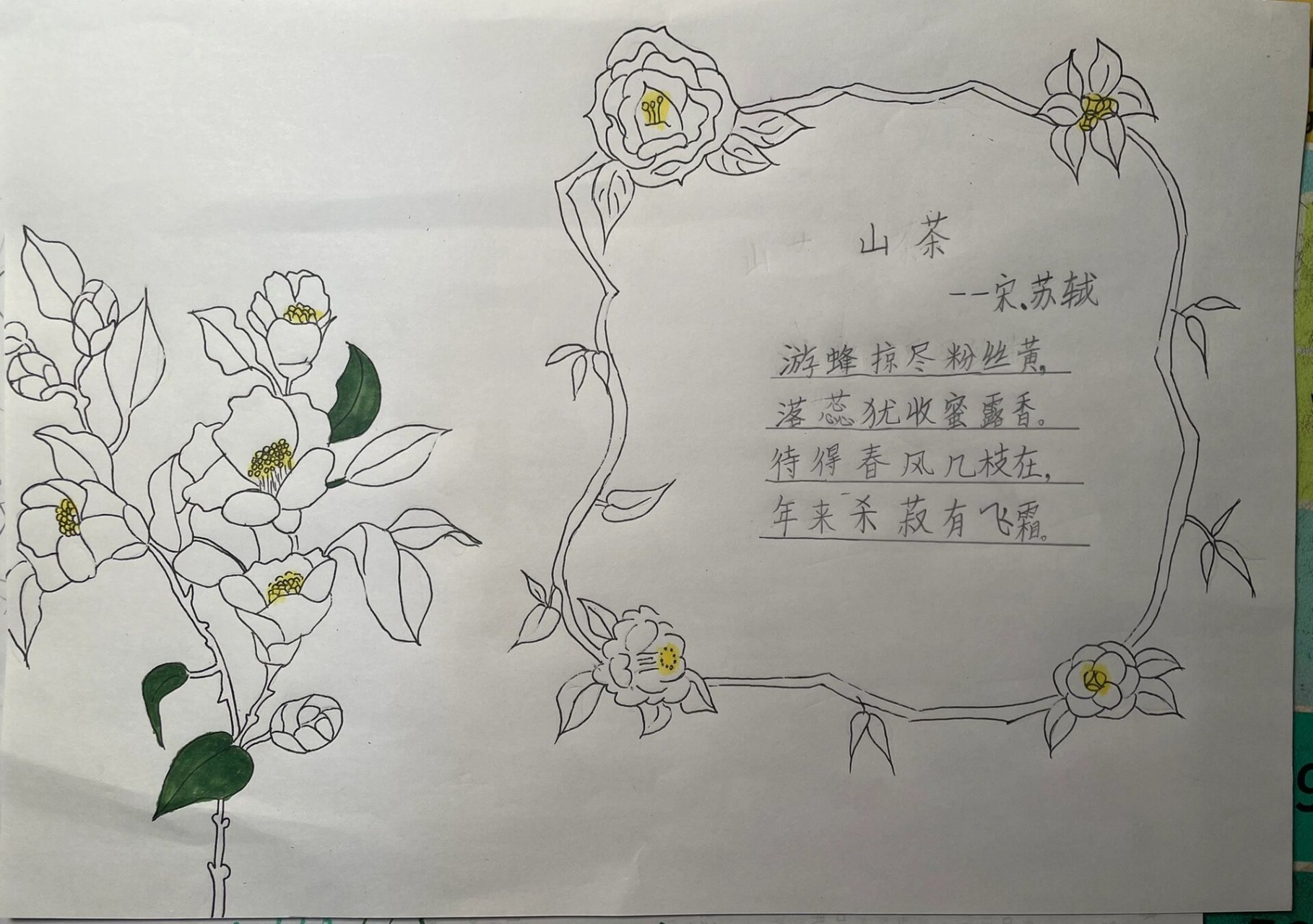 手抄报插画植物图片