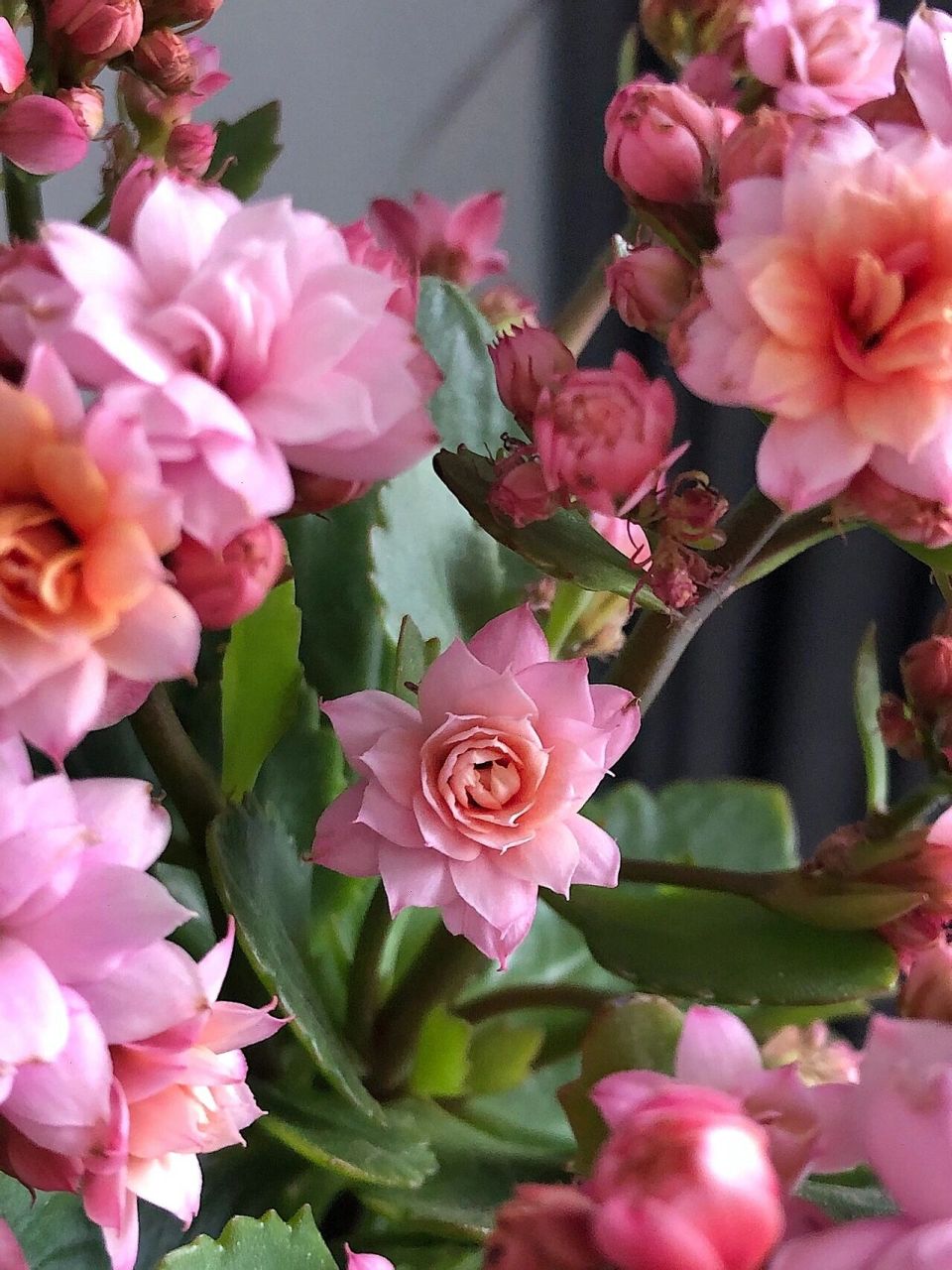 长寿花 人面桃花 真的很像桃花 太美啦95