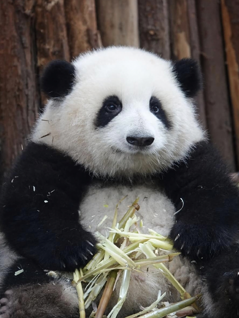 祝大家花好,月圆,万事竹🎑 这只软妹大熊猫名叫和花,2020年7月4日与