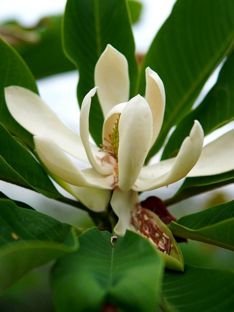红花凹叶厚朴——花园大叶子系列 红花凹叶厚朴 magnolia officinalis