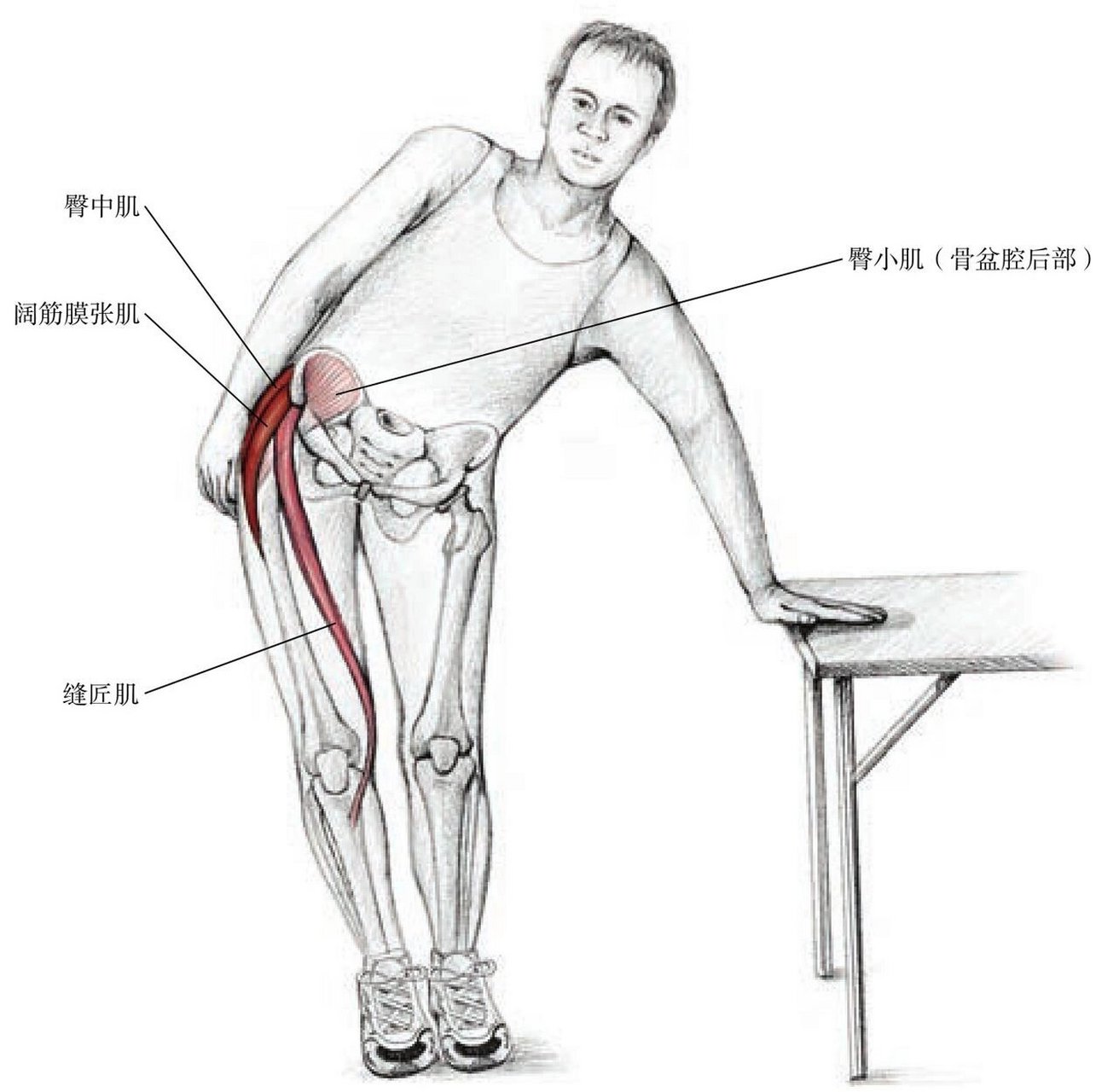 大腿外侧拉伸-阔筋膜张肌【合集】改善假胯宽 外展肌位于大腿和臀部