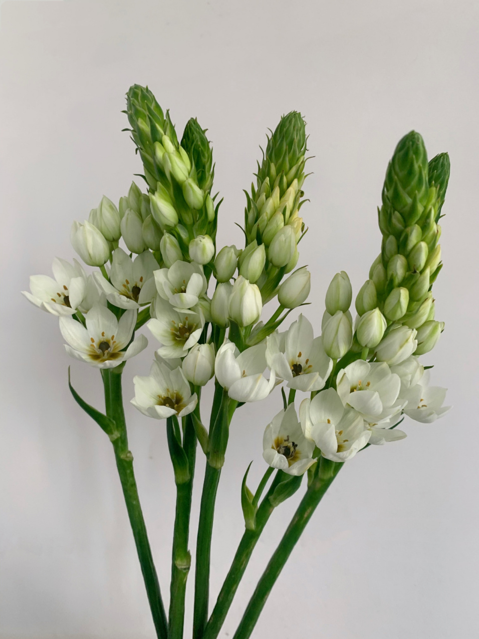 7/5枝 7878同样荷兰进口的,单枝的话,圣心百合差不多是雀梅2倍的