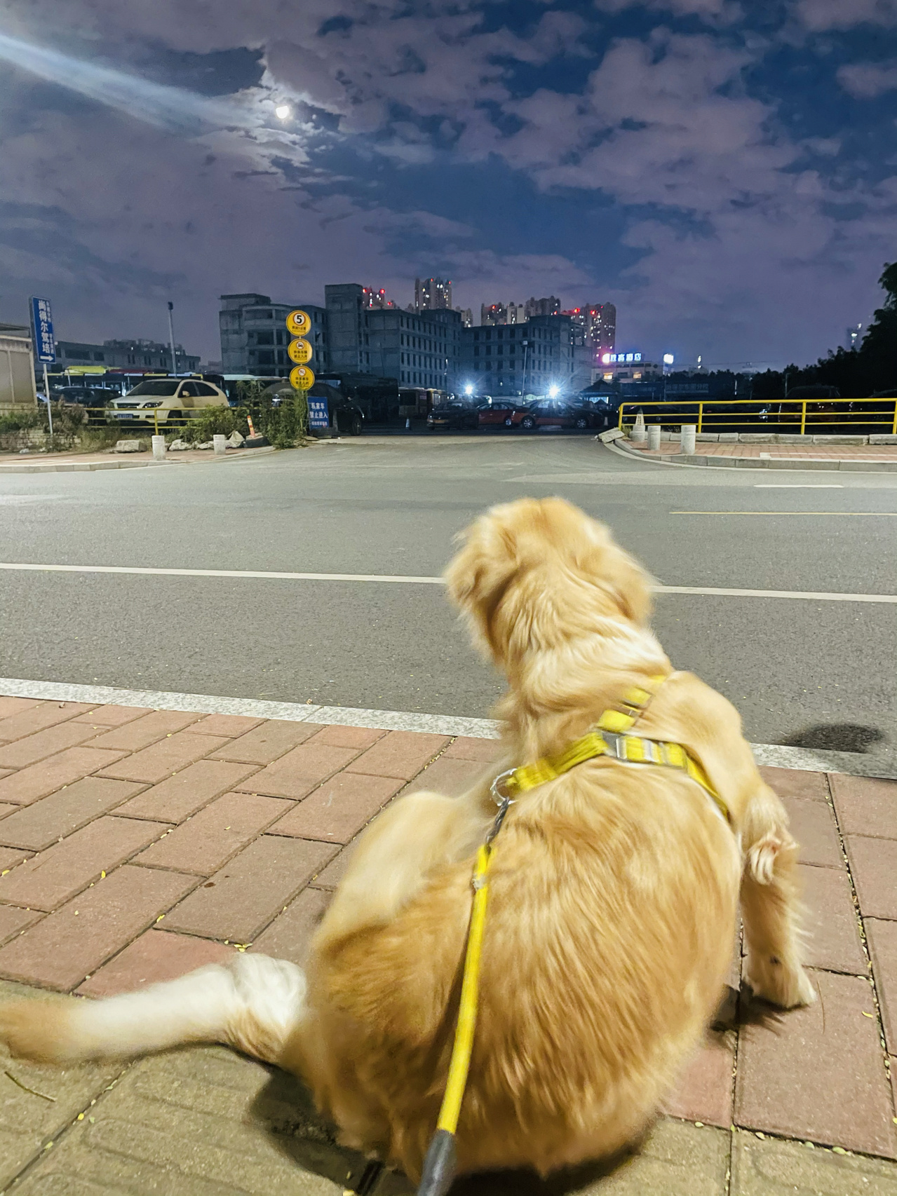 晚上遛狗简直不要太快乐