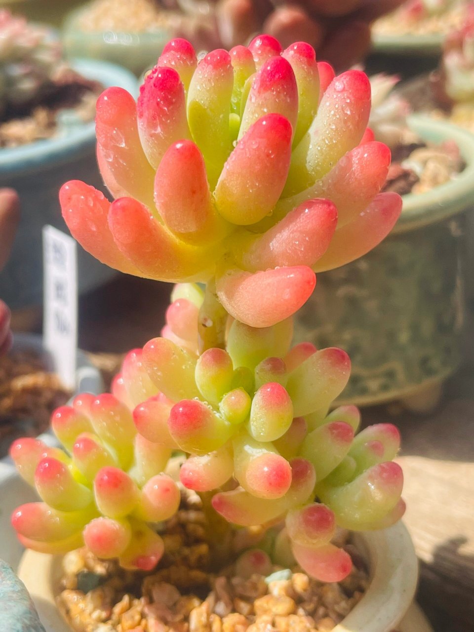 多肉植物,以其独特的形态和生命力,成为了现代家居中的一道亮丽风景线