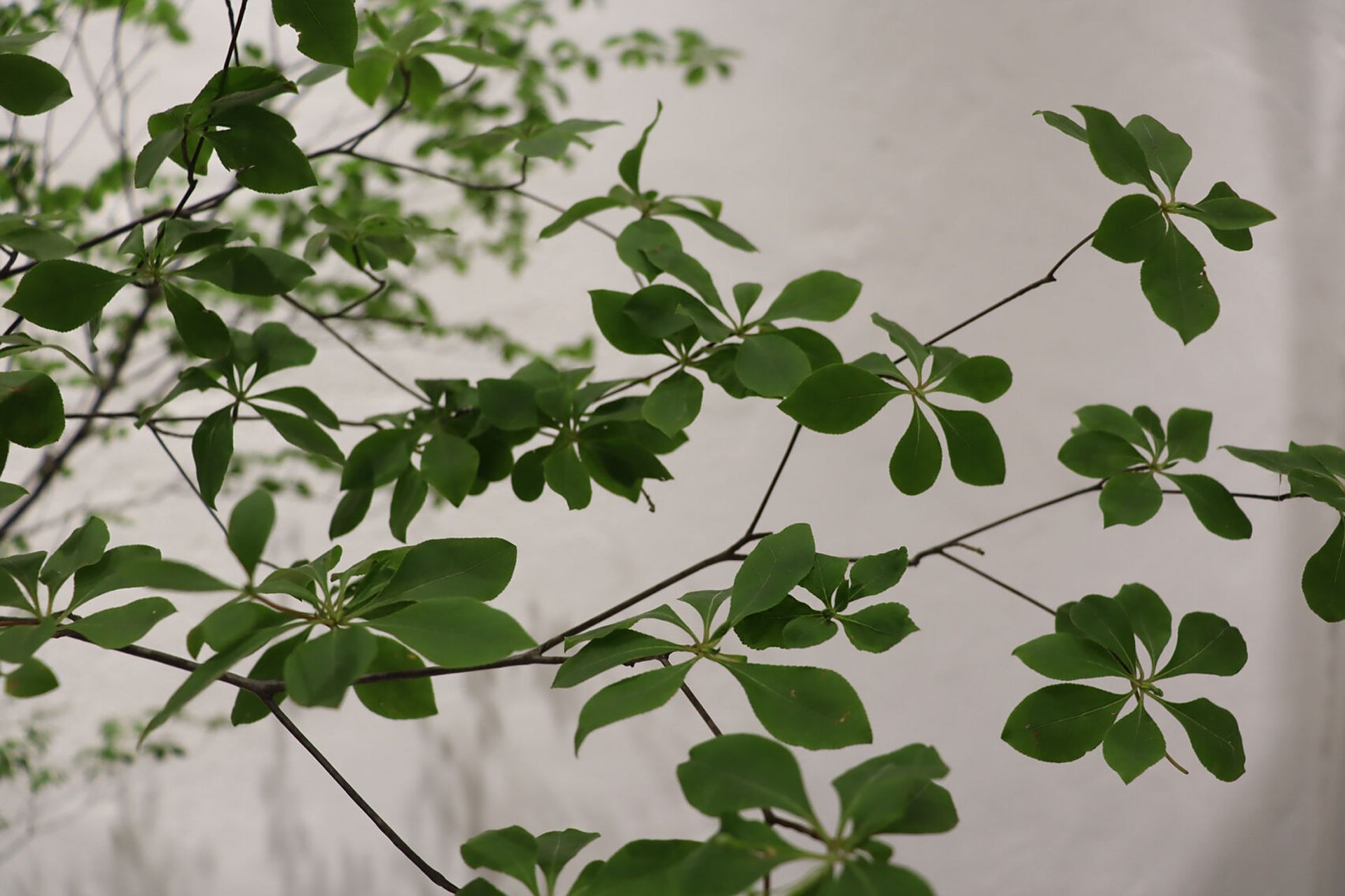 每日识花——吊钟 吊钟,别名灯台踯躅,产于日本,被称为叶界爱马仕.