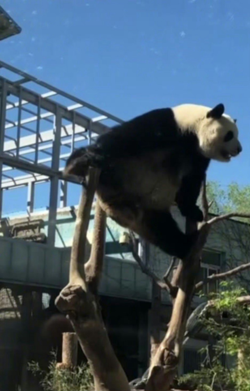 大熊貓萌蘭火出圈#【#在下西直門三太子請多指教#】大家好,我是一隻