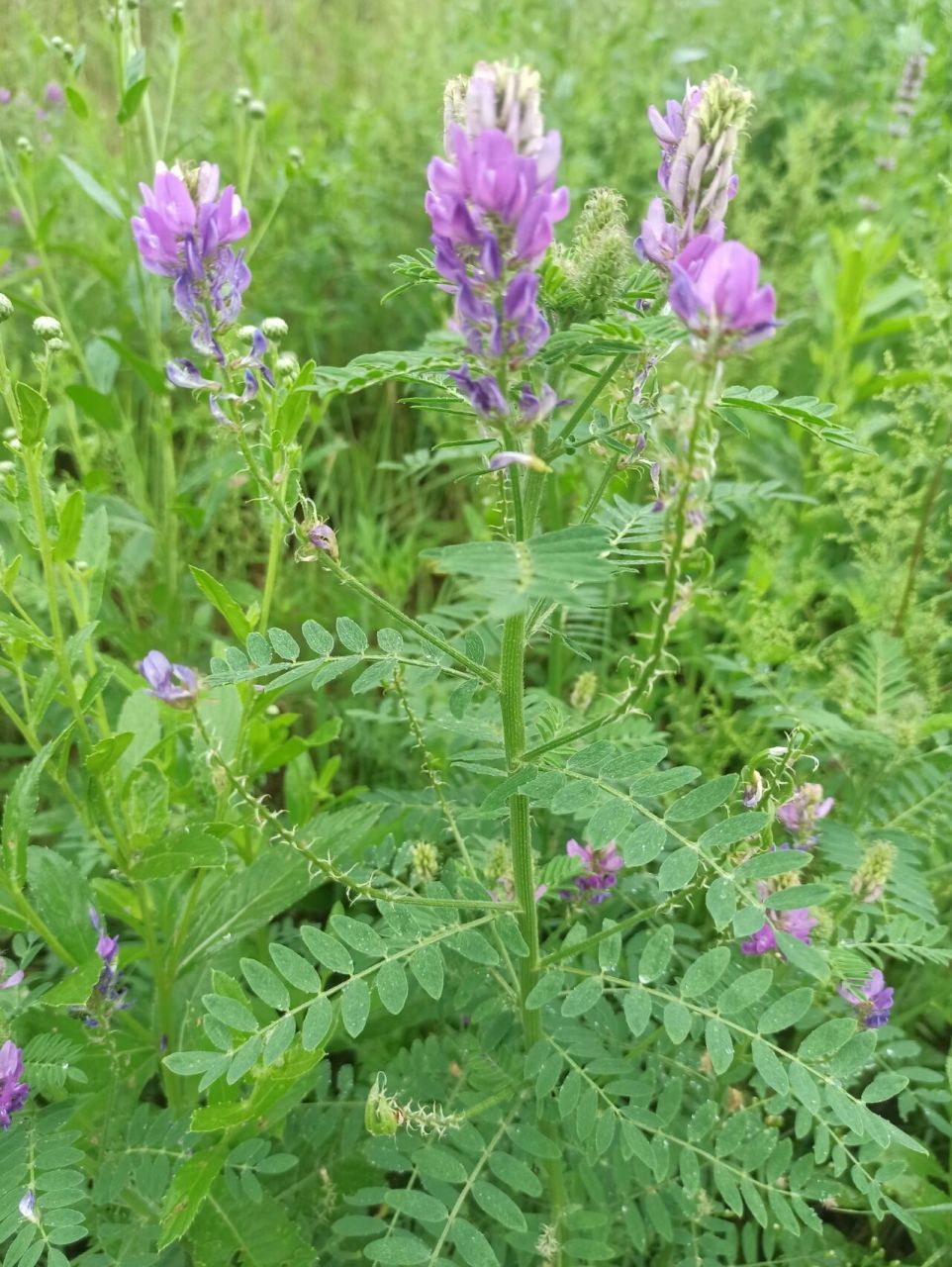 东北野草花(八十七)达乌里黄耆 豆科黄芪属一年或二年生草本植物.