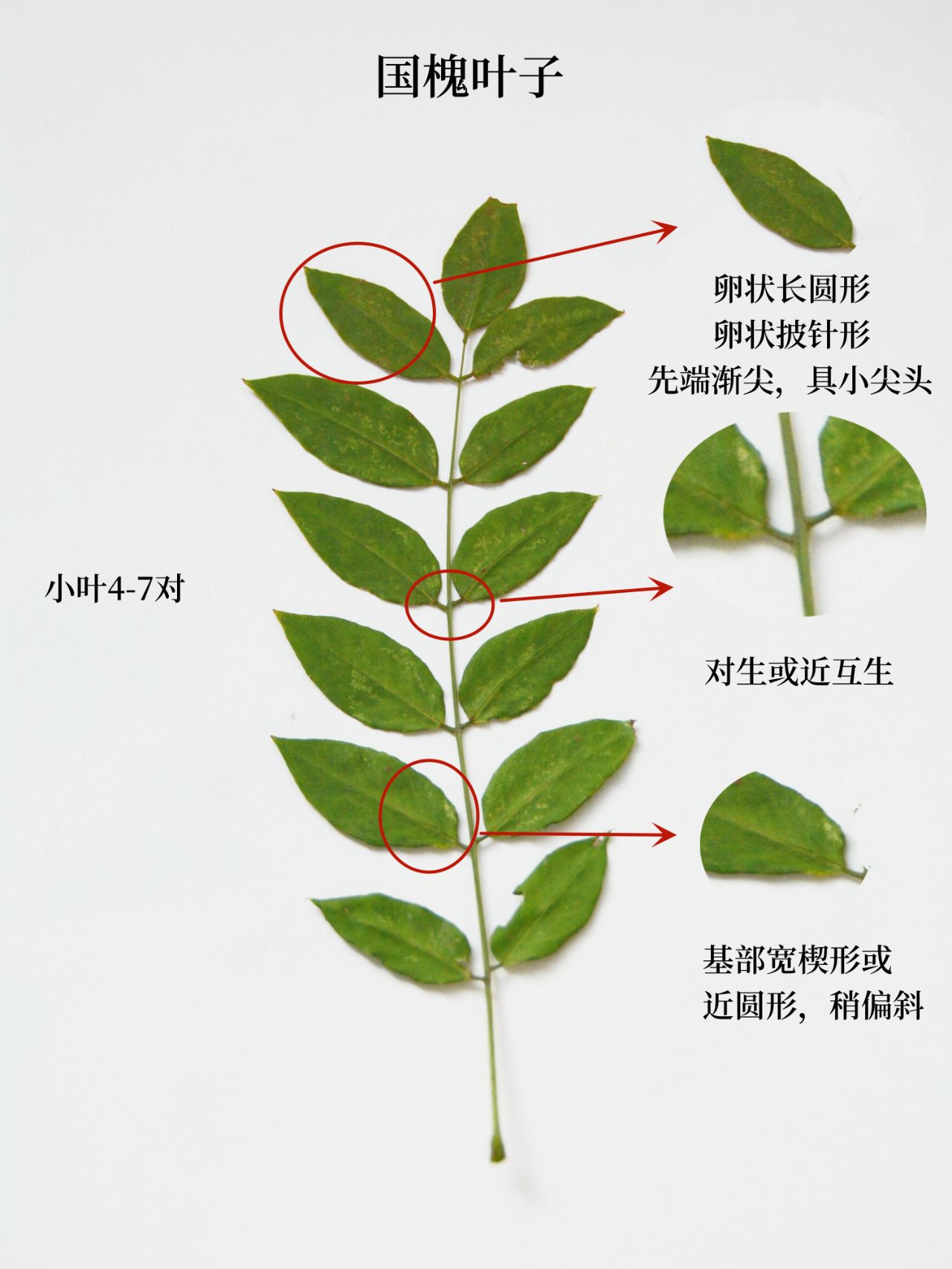 认识植物|两片叶子区分洋槐,国槐