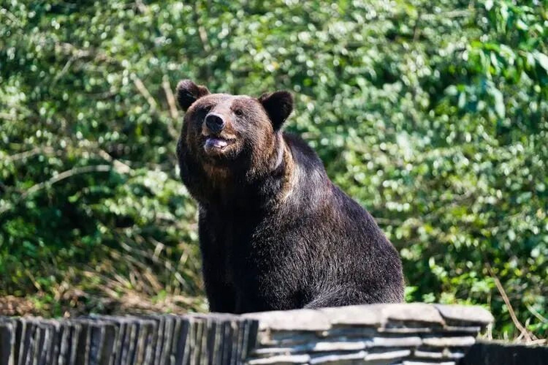 棕熊 科普 棕熊 分布区域 分布于北美洲大陆的大部分地区和欧亚大陆.