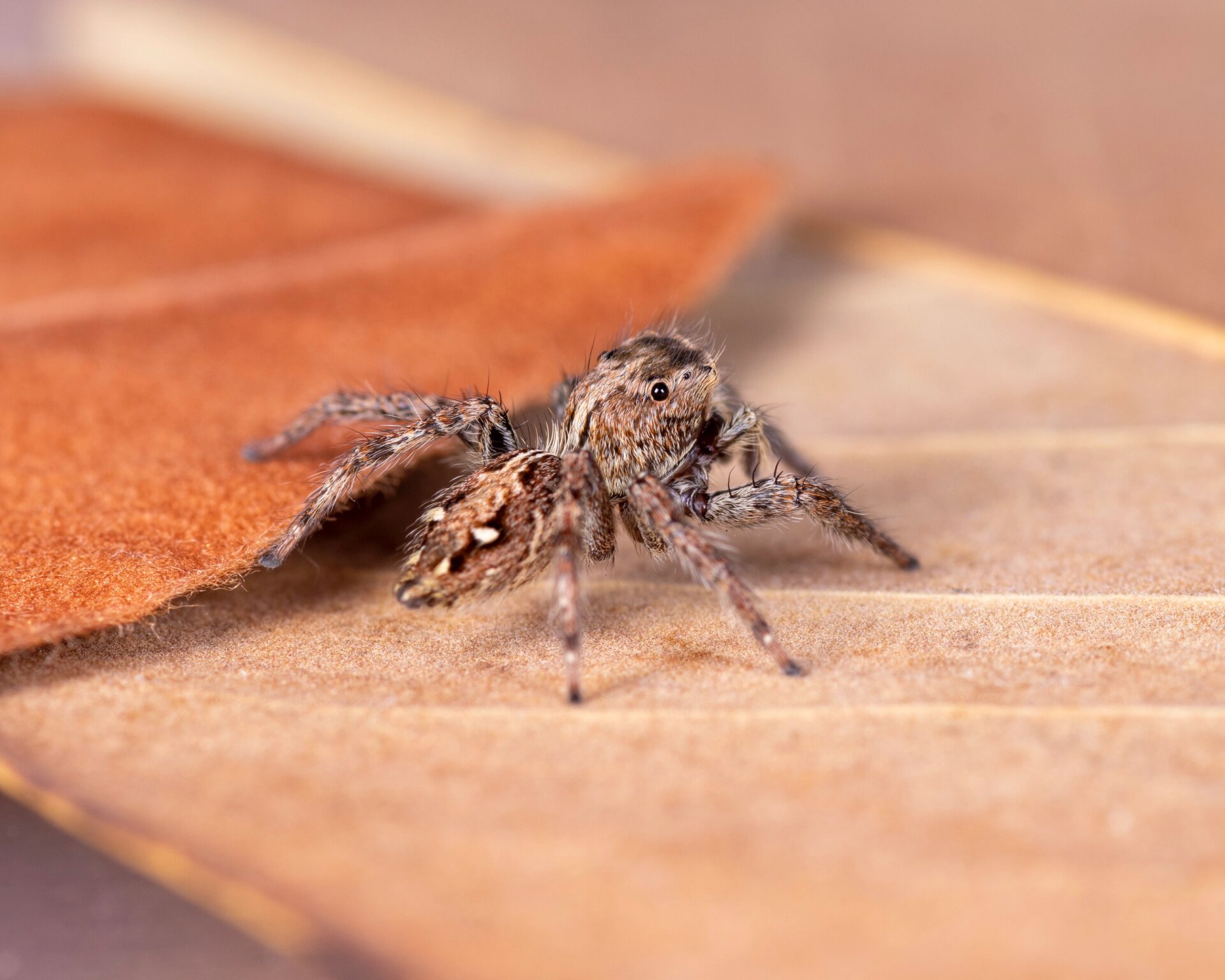褐条斑蝇虎,条纹脸像混社会的 体型挺大,非常常见,跟条纹蝇虎一样喜欢
