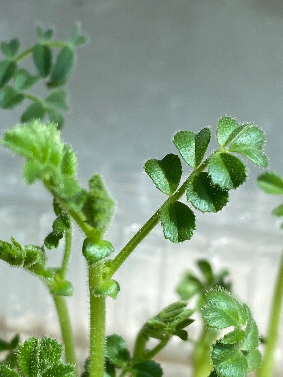 鹰嘴豆芽苗图片