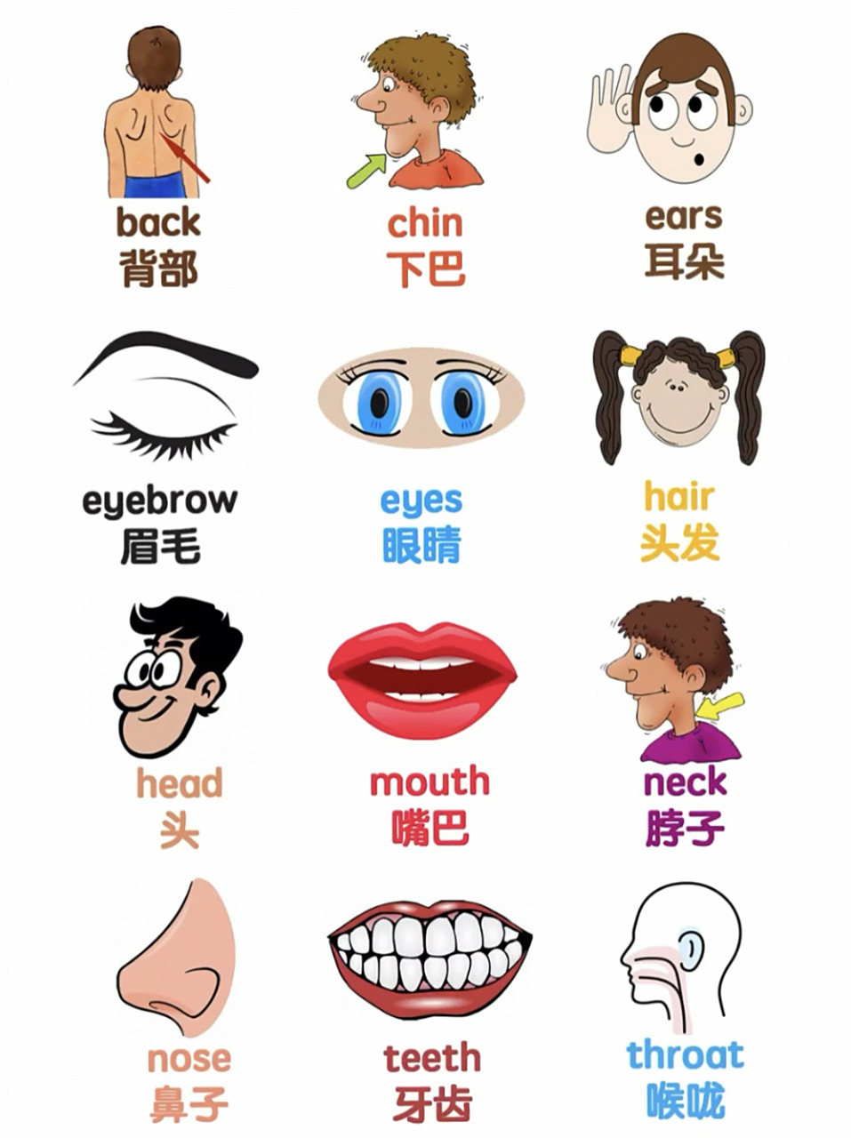 生活单词| 各种身体部位的英文(一)附音标 各种身体部位的英文单词