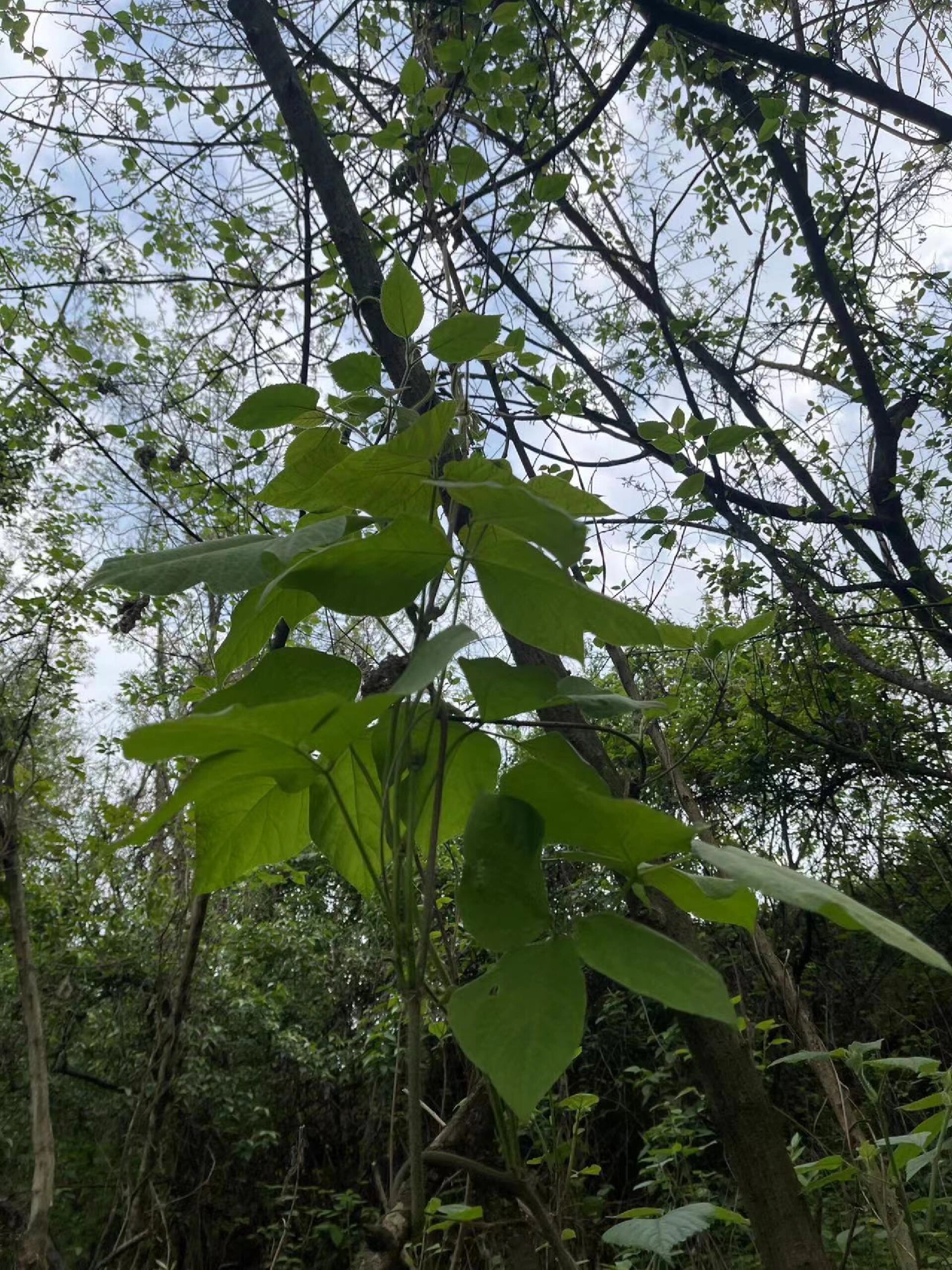 吃过葛根粉见过葛根也不一定见过葛根的藤蔓