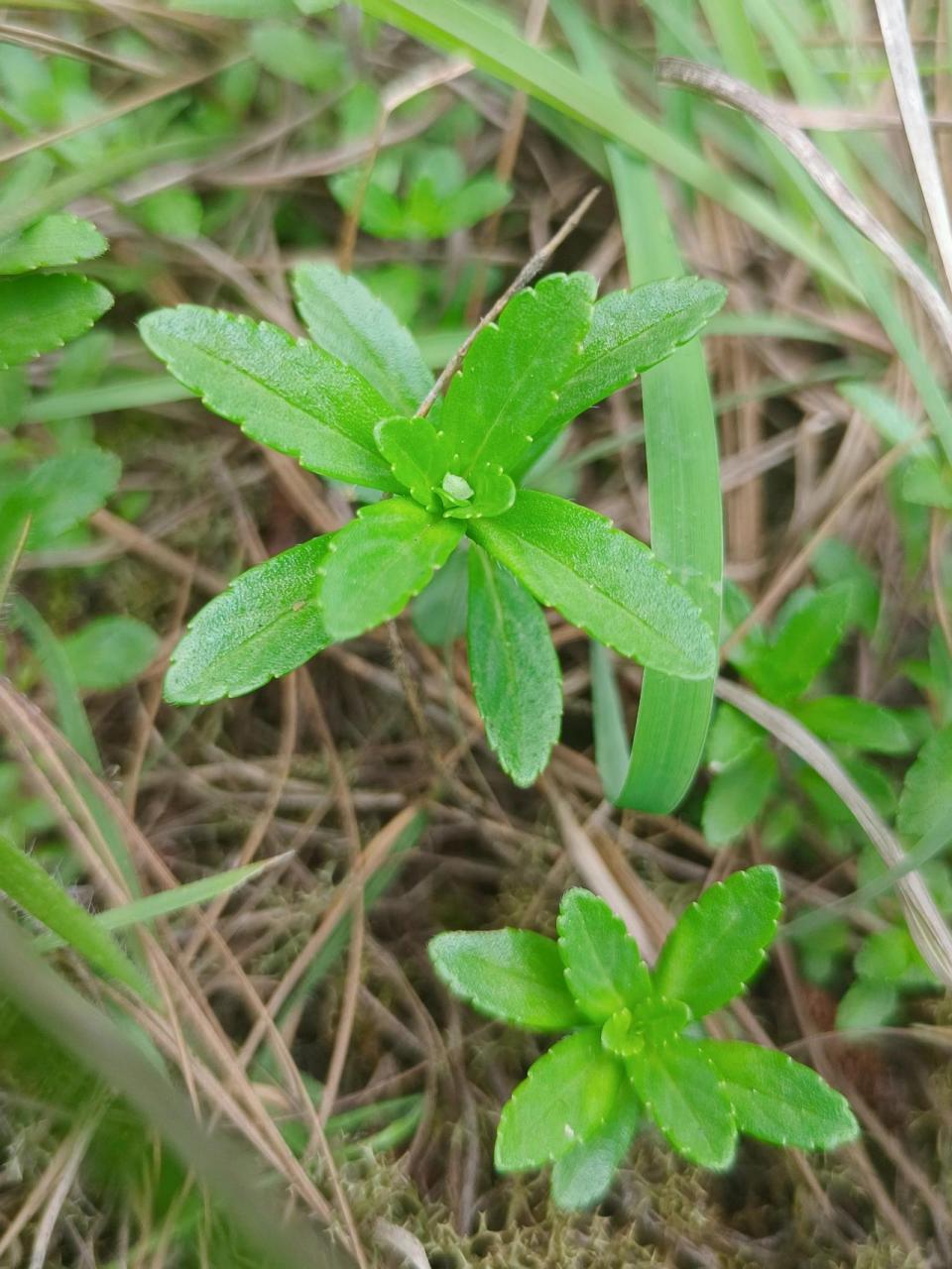 云南大山里的小山茶,夏天不上火全靠它 小时候一到夏天,妈妈就会上山