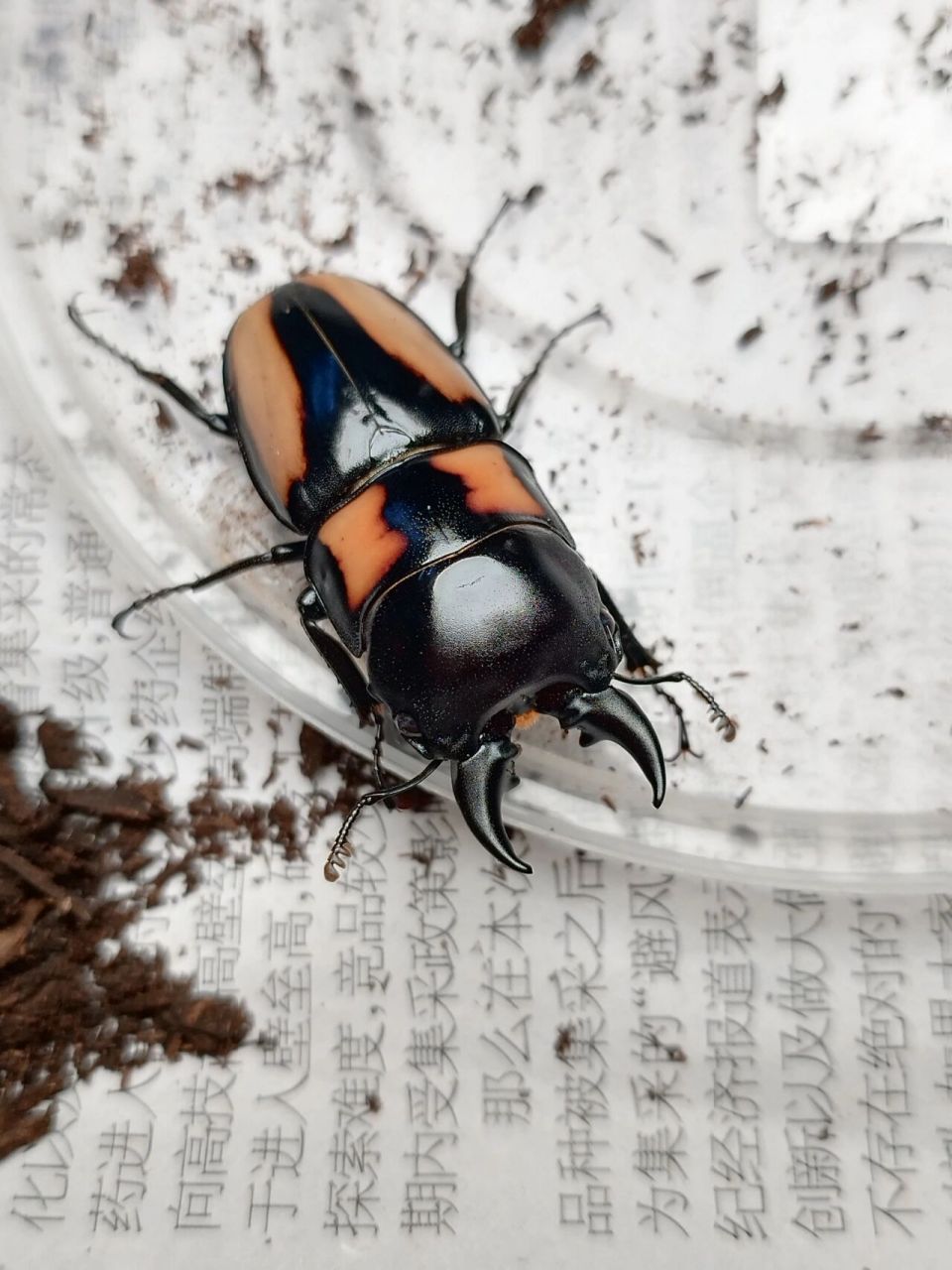 prosopocoilus biplagiatus 新年第一虫黄纹锯锹