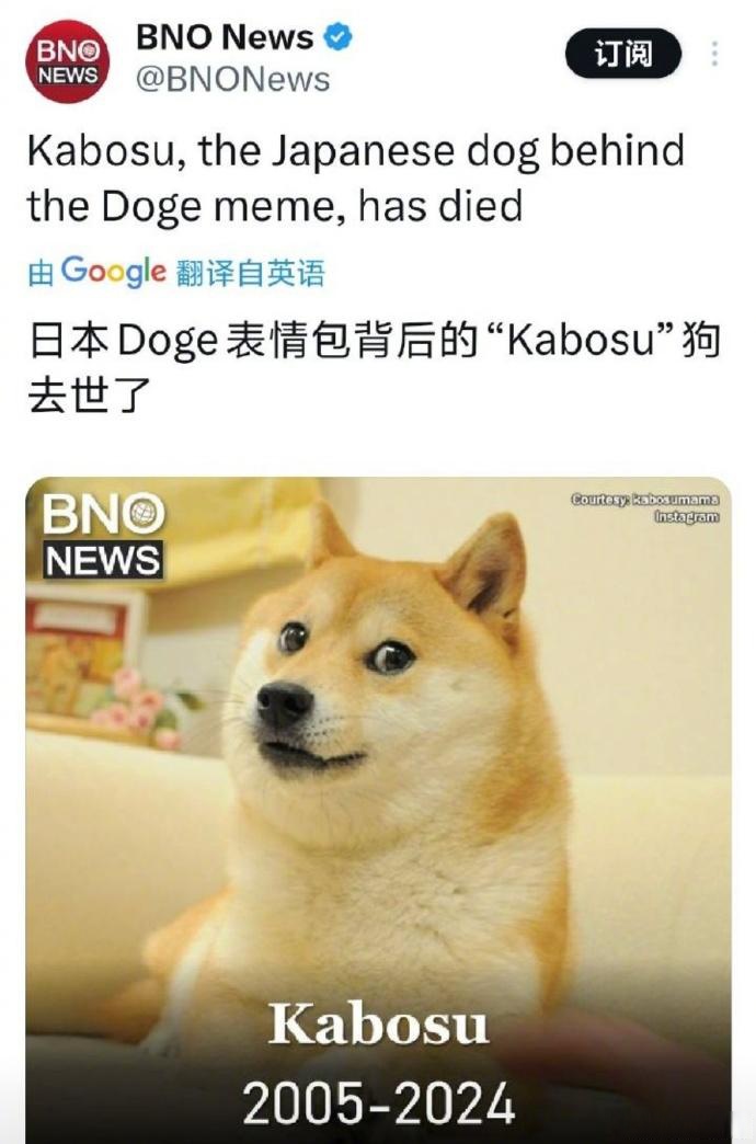 doge表情包原型柴犬kabosu去世了